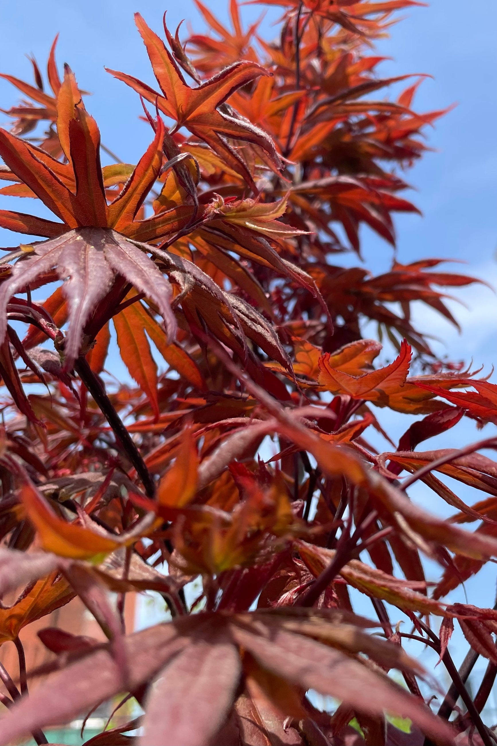 Acer palmatum 'Bloodgood' showing its namesake of the dark burgundy leaves up close the beginning of May ©Sprout Home