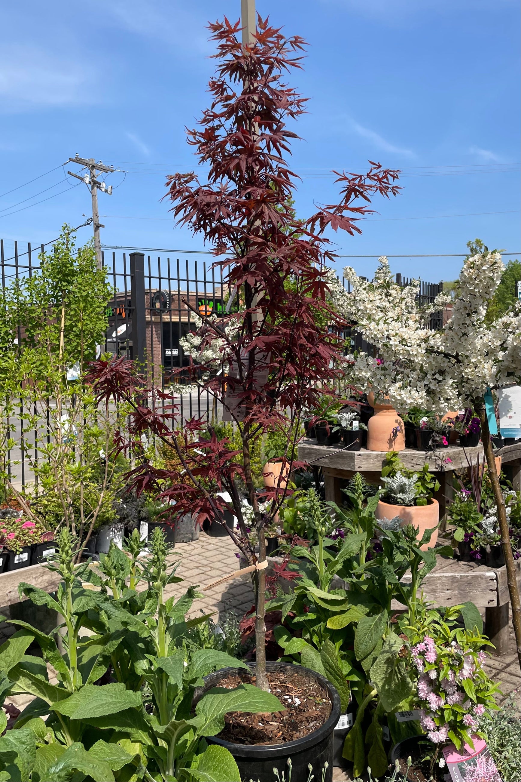 Acer palmatum 'Bloodgood' Japanese maple in a #5 growers pot siting amongst other plants in the Sprout Home yard the beginning of May showing off its dark burgundy leaves. ©Sprout Home