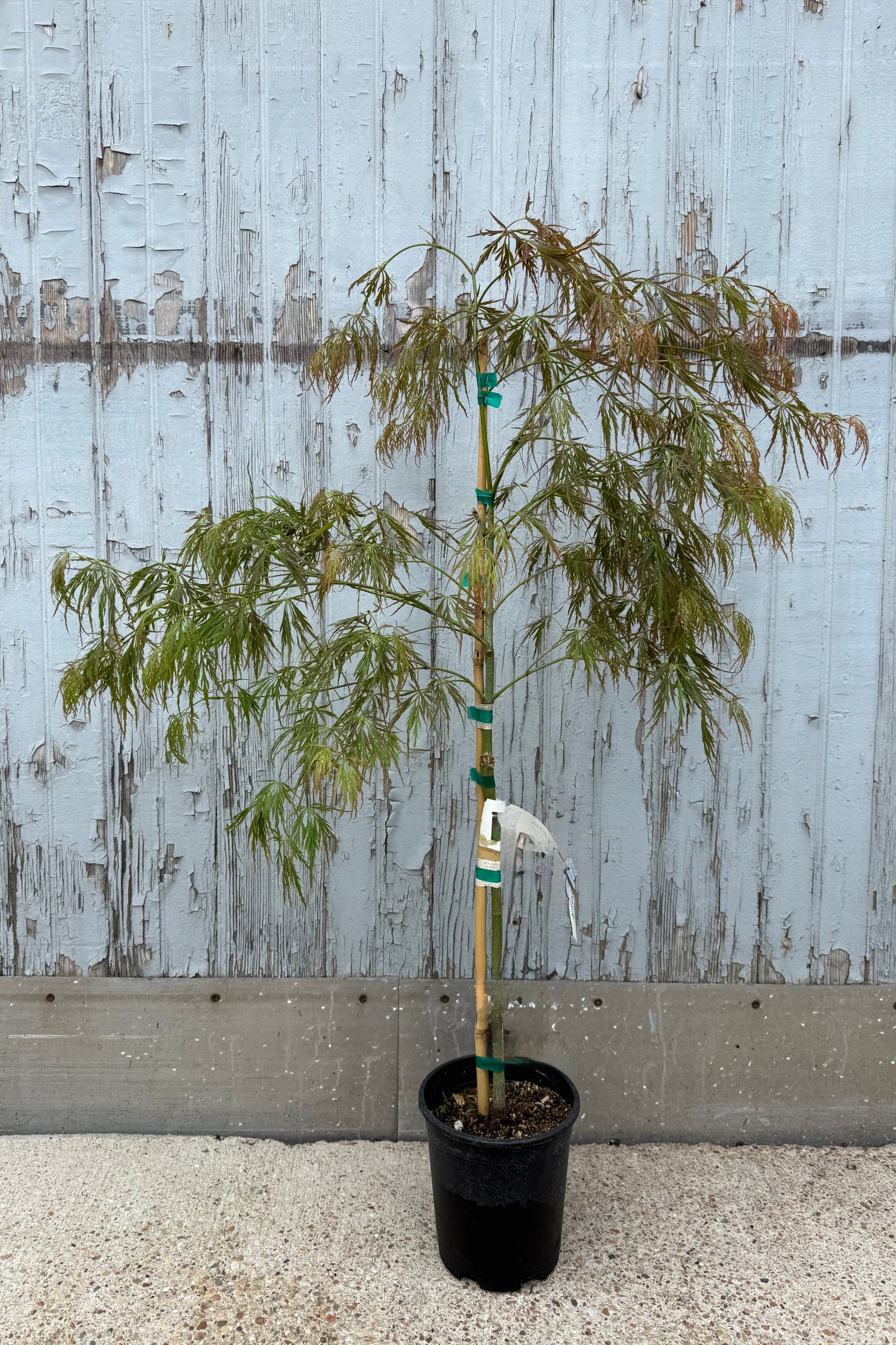 Acer palmatum var. dissectum 'Bronzewing' tree in a #1 growers pot against a wooden fence background ©Sprout Home