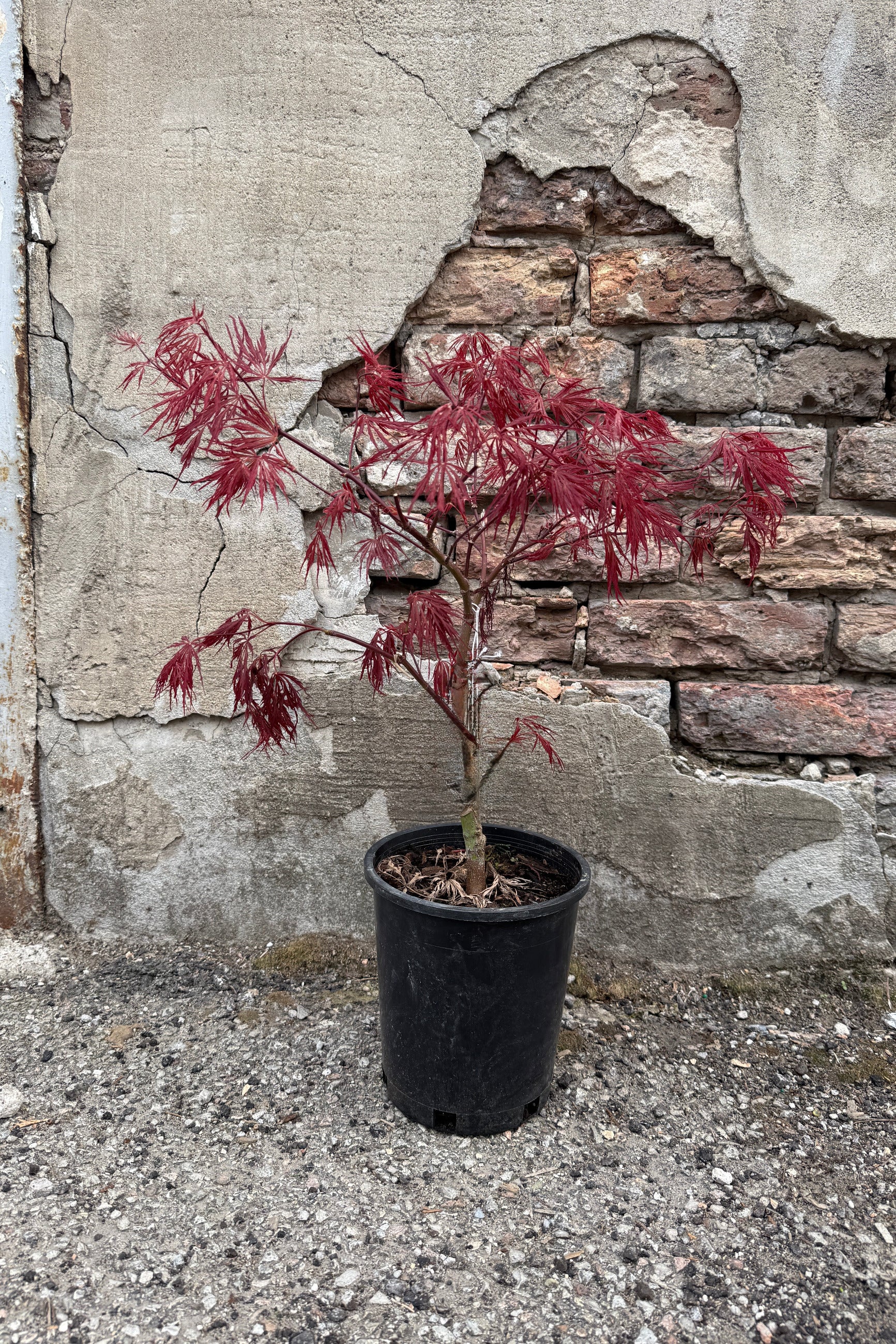 Acer palmatum var. dissectum 'Crimson Queen' #1 in April against a brick and concrete wall ©Sprout Home