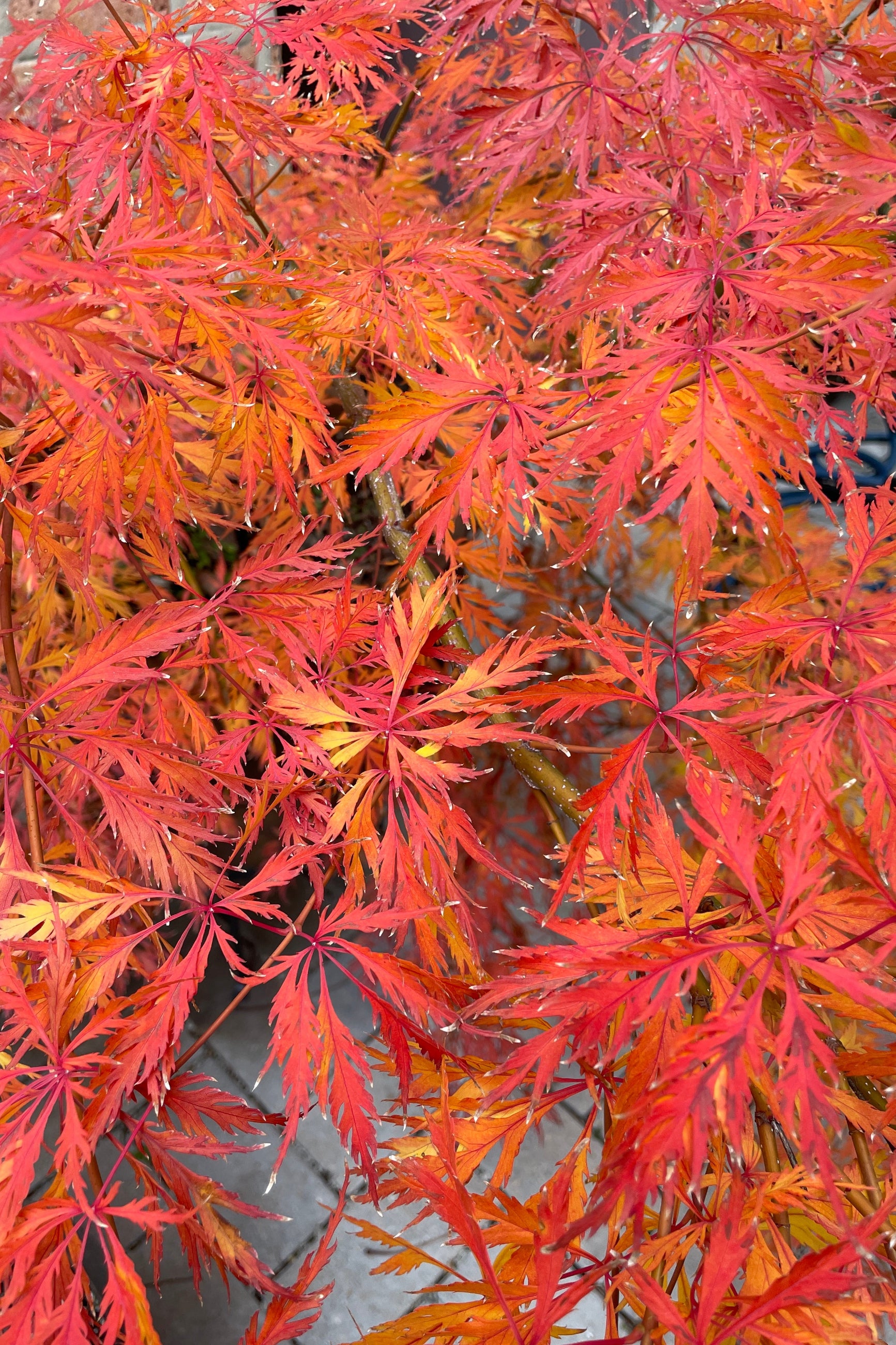 'Orangeola' Japaneses maple the end of October before leaf drop showing off its vivid orange red leaves.