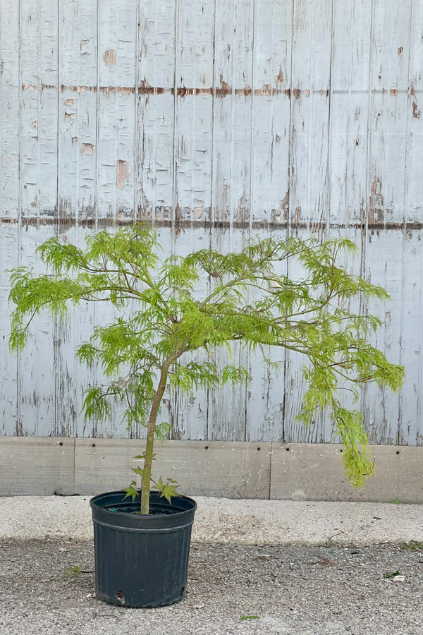 Acer palmatum 'Waterfall' in a #5 growers pot the end of April with its chartreuse fine new foliage