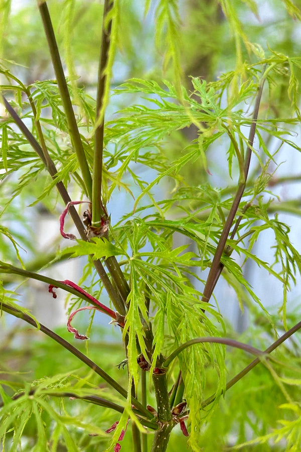 Detail of the lace like chartreuse foliage of the 'Waterfall' Japanese maple
