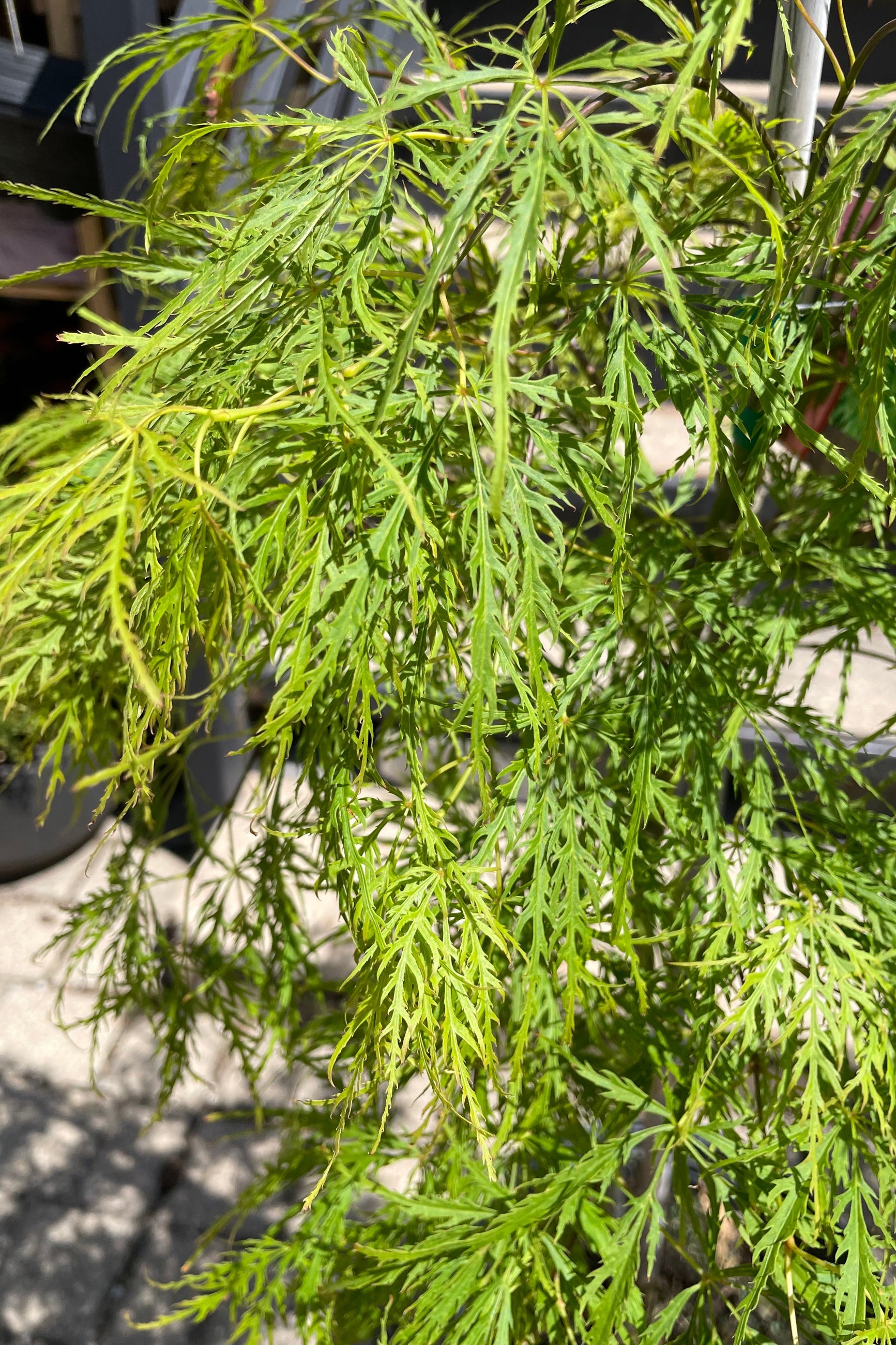 Up close picture of the bright green serrated leaves of the 'Waterfall' Japanese maple tree. ©Sprout Home