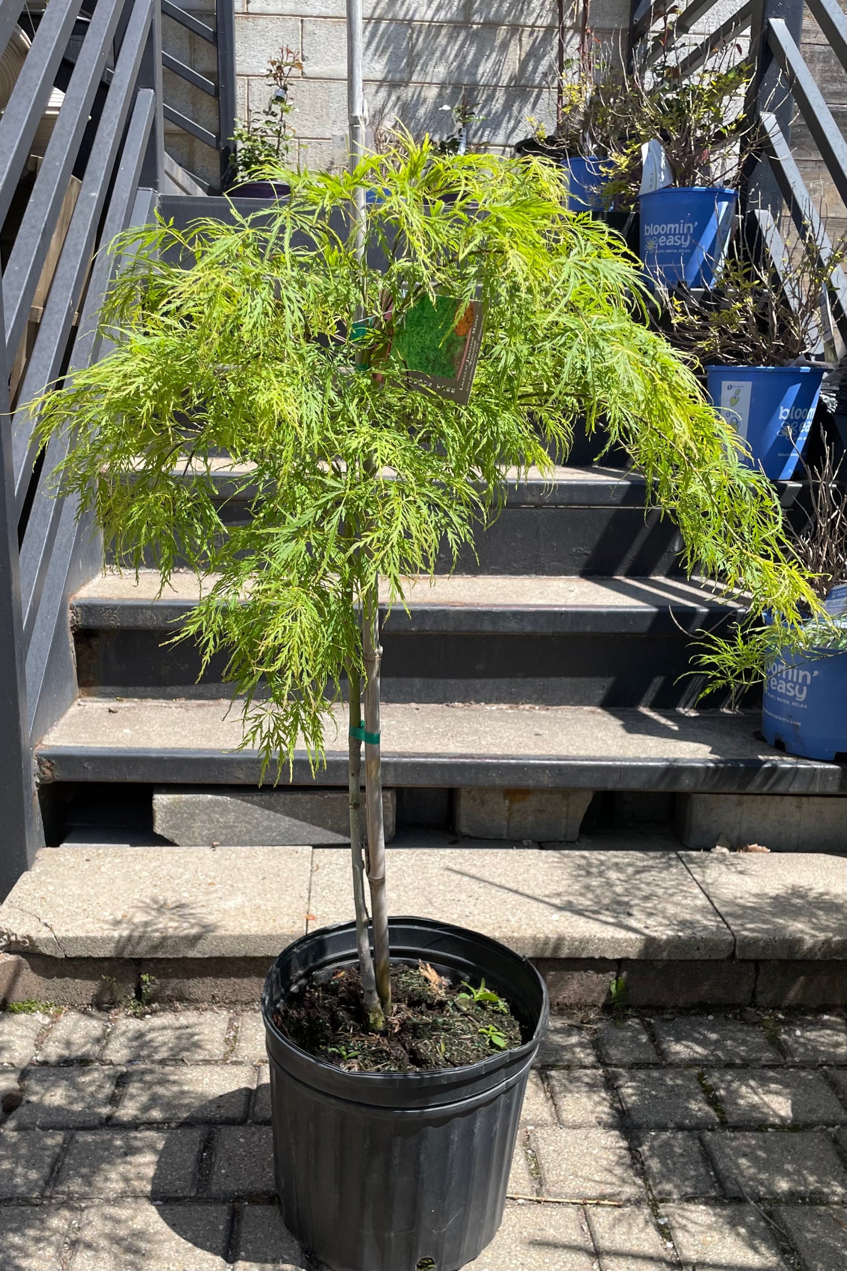 Acer 'Waterfall' in a #5 growers pot the beginning of May showing the serrated bright green leaves cascading ©Sprout Home