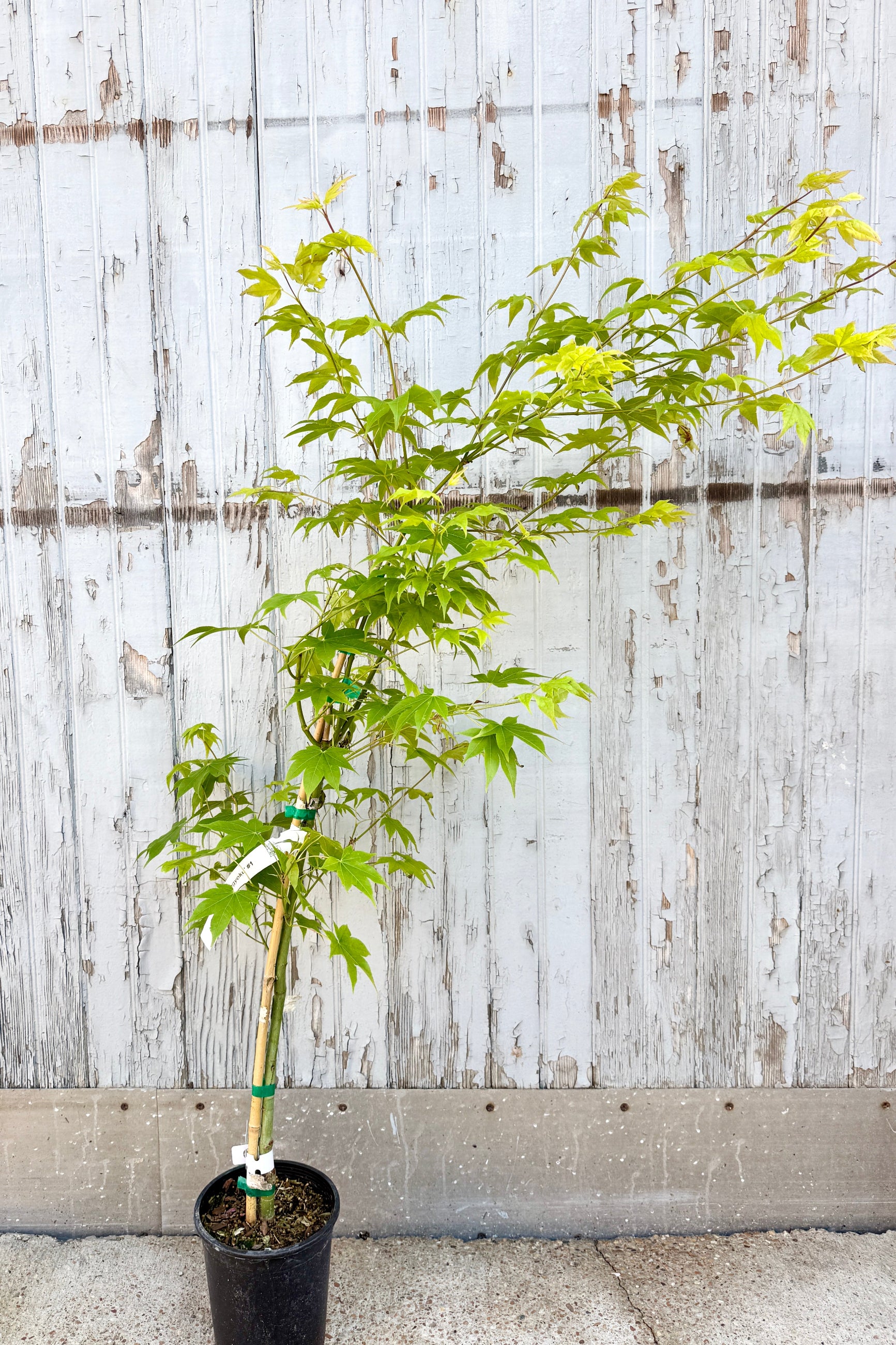 Acer palmatum 'Hogyoku' plant with green leaves during the end of April, in a #1 growers pot, against a wooden fence background ©Sprout Home