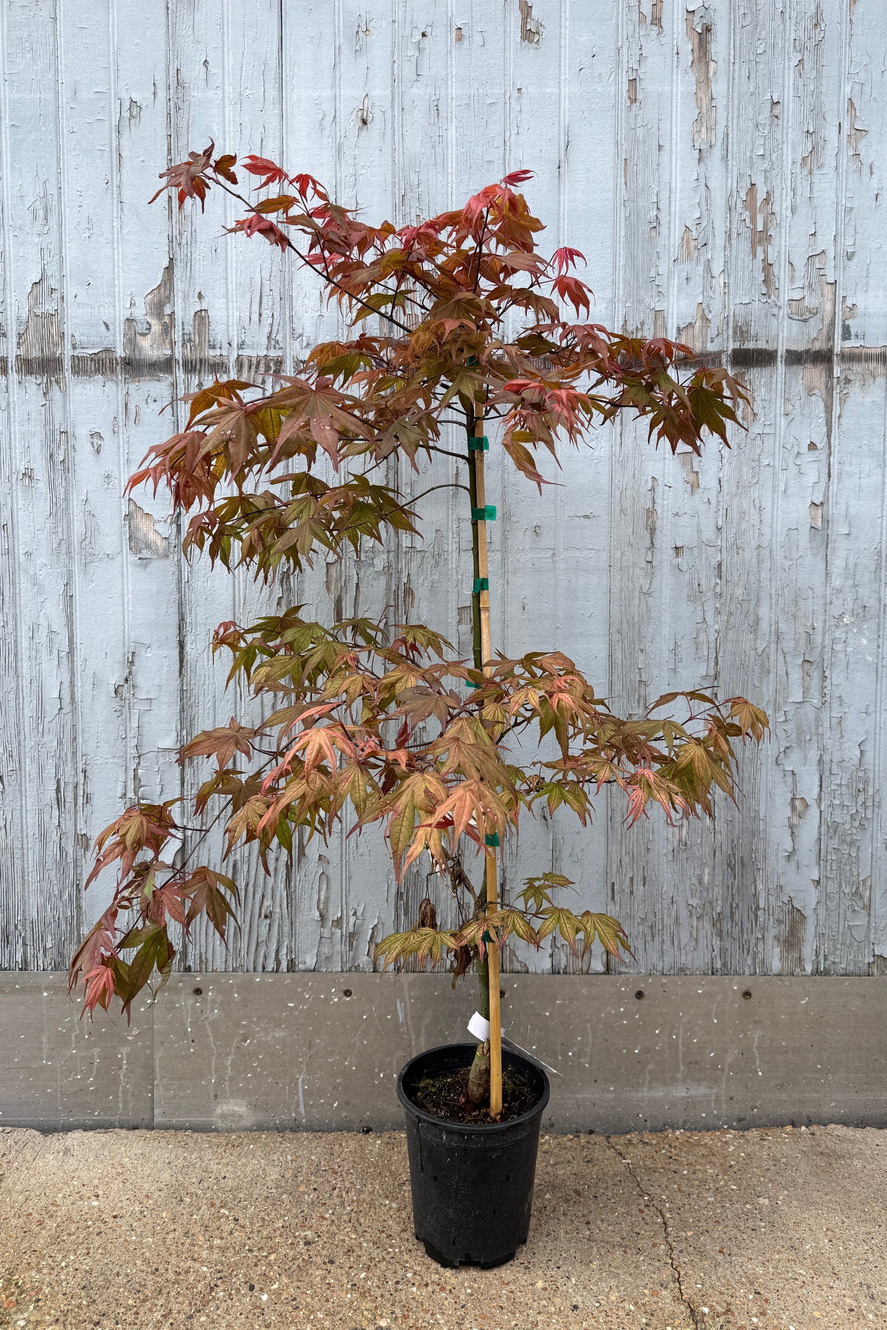 Acer palmatum 'Kasagiyama' japanese maple in a #1 growers pot against a blue grey wood fence ©Sprout Home