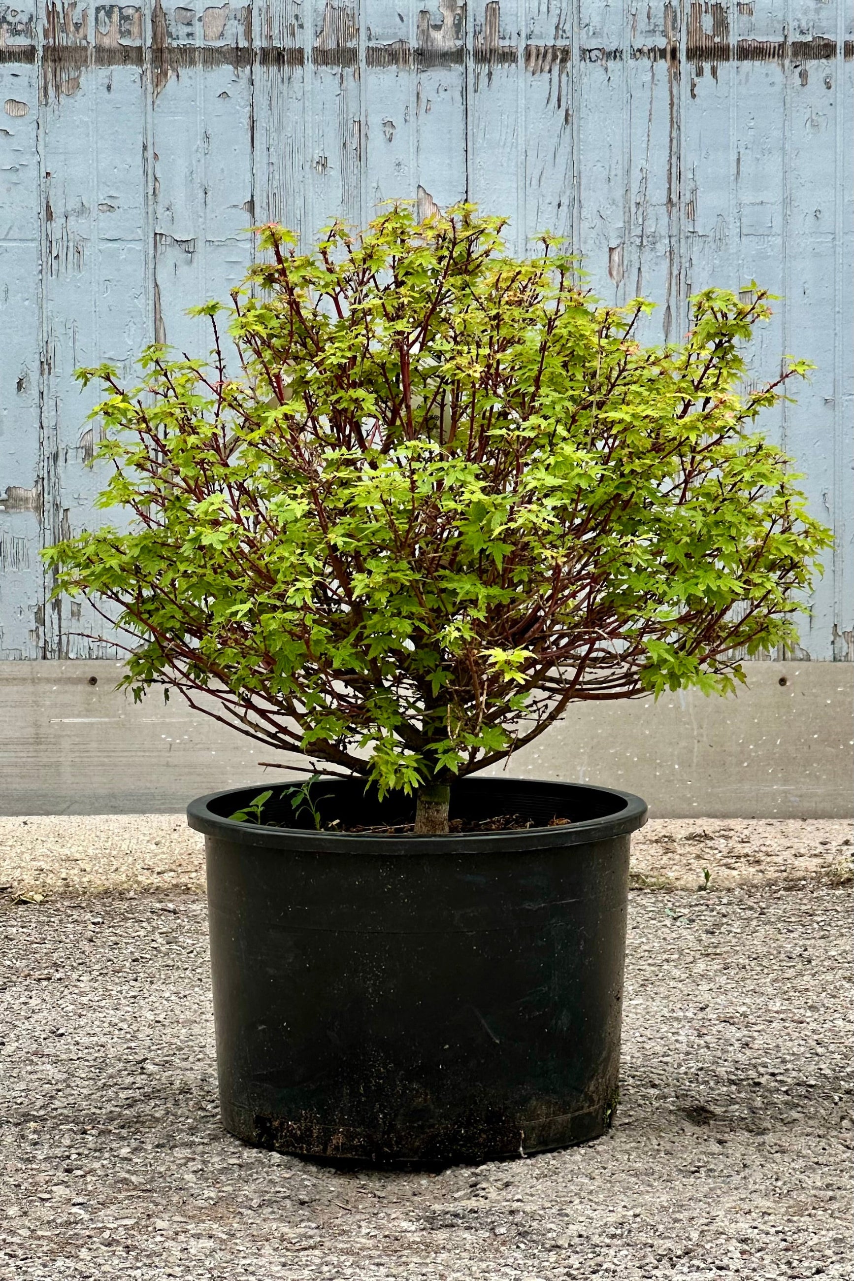 The 'Koto Maru' maple in a #6 growers pot the beginning of June with green leaves and red branch ©Sprout Home