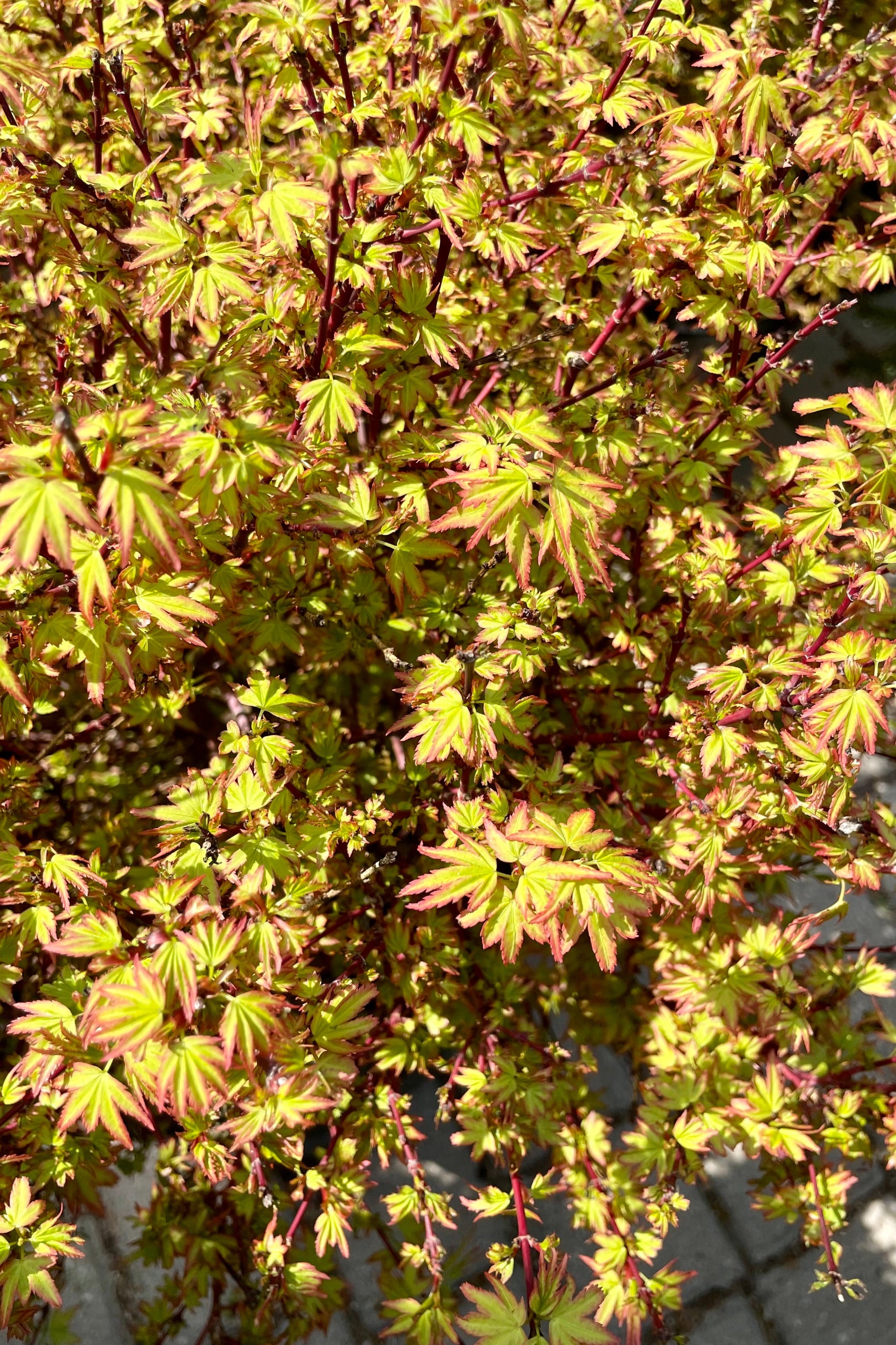 The striking leaves of the Acer 'Koto Maru' the beginning of May with its bright green maple tinged with burgundy. ©Sprout Home