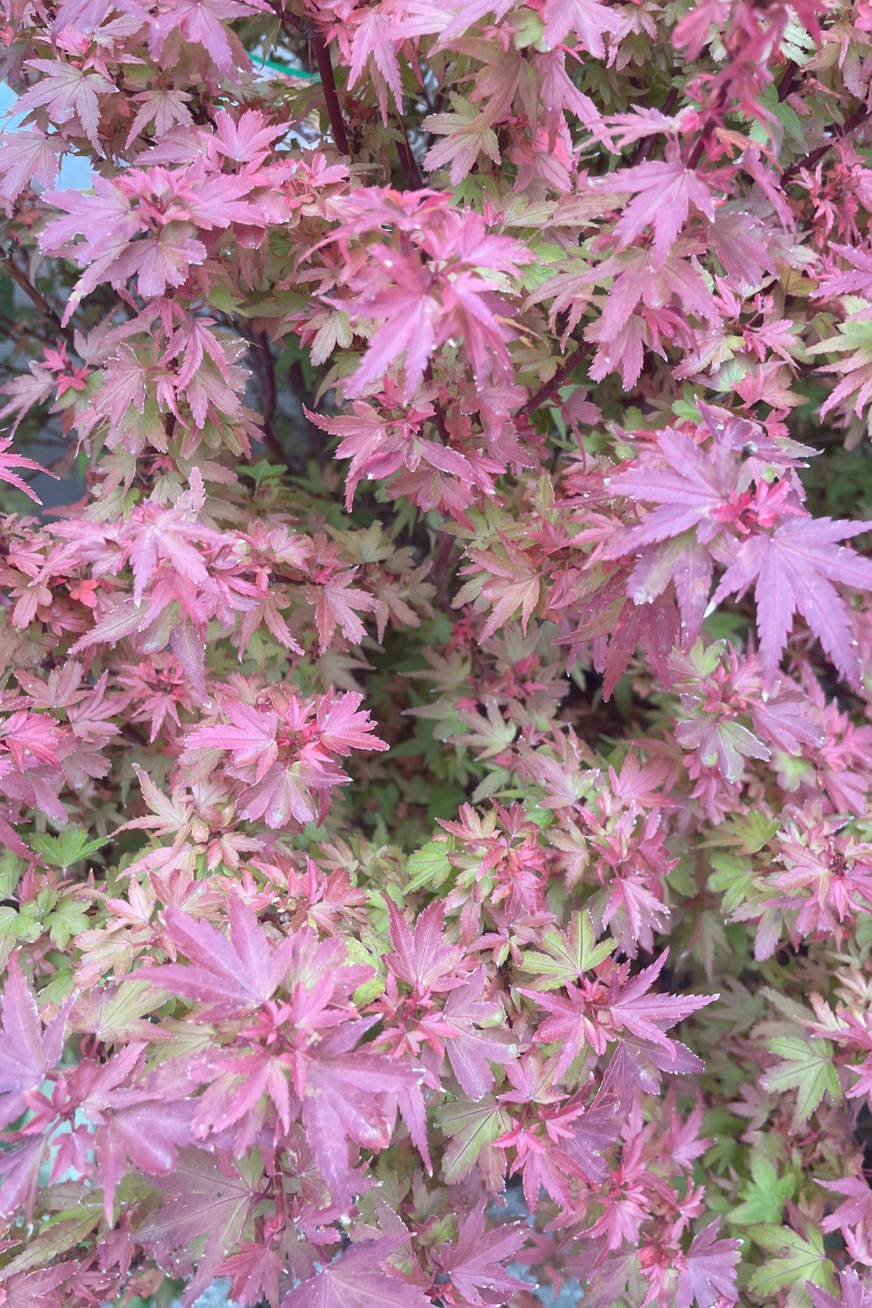 The burgundy and green fall coloration of the Acer 'Koto Maru' ©Sprout Home