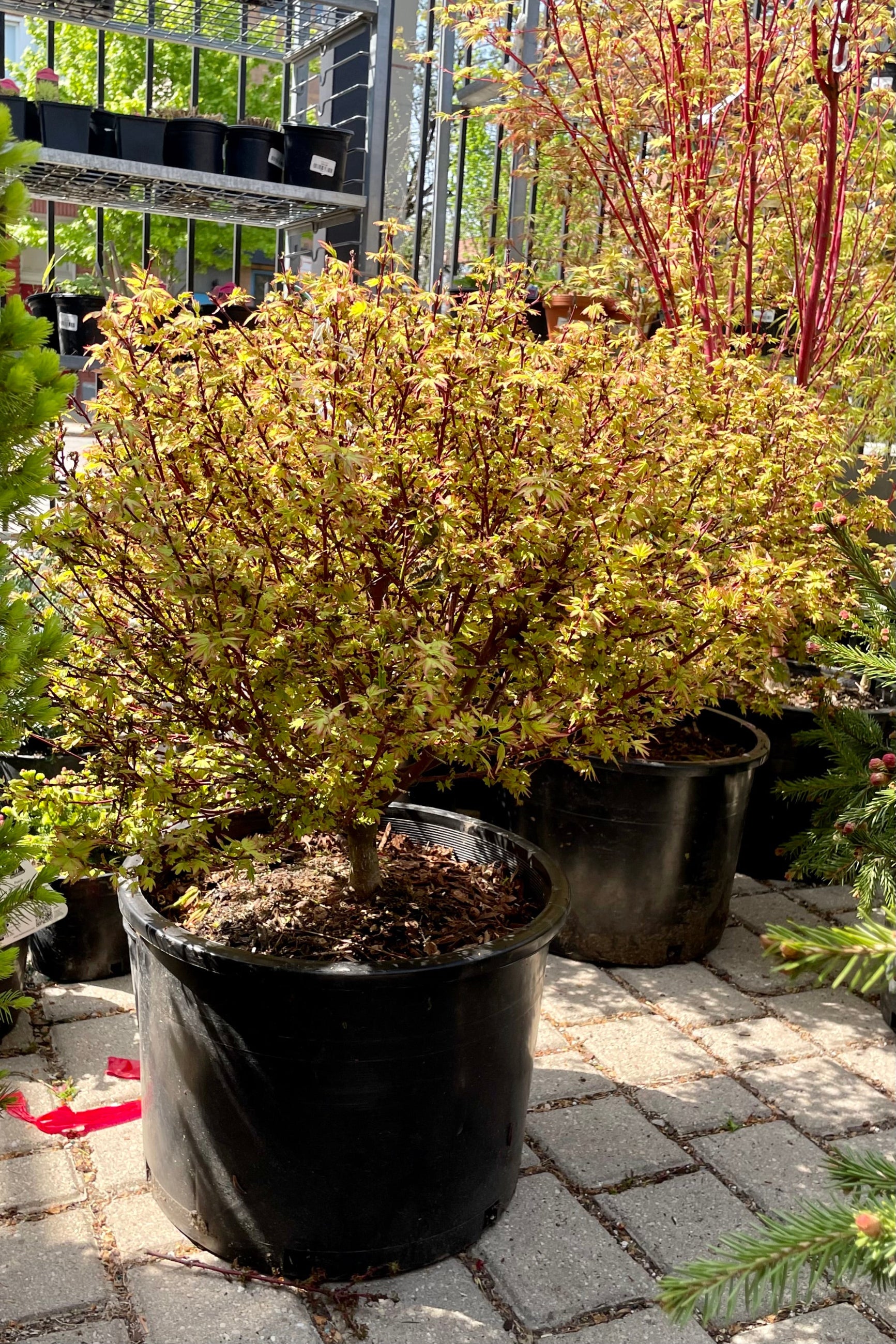 Acer 'Koto Maru' Japanese maple in a #6 growers pot the beginning of May showing off its bright green leaves with burgundy edging. ©Sprout Home