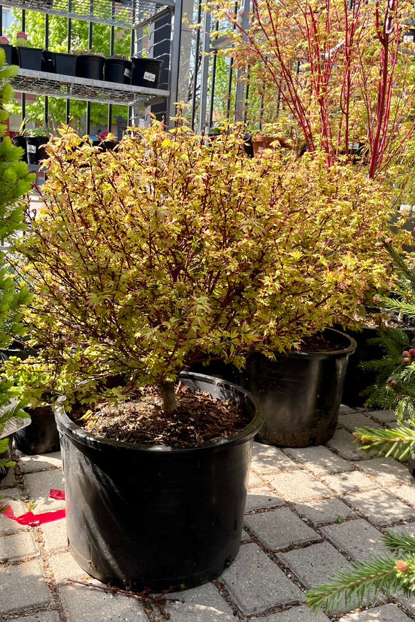 Acer 'Koto Maru' Japanese maple in a #6 growers pot the beginning of May showing off its bright green leaves with burgundy edging. 