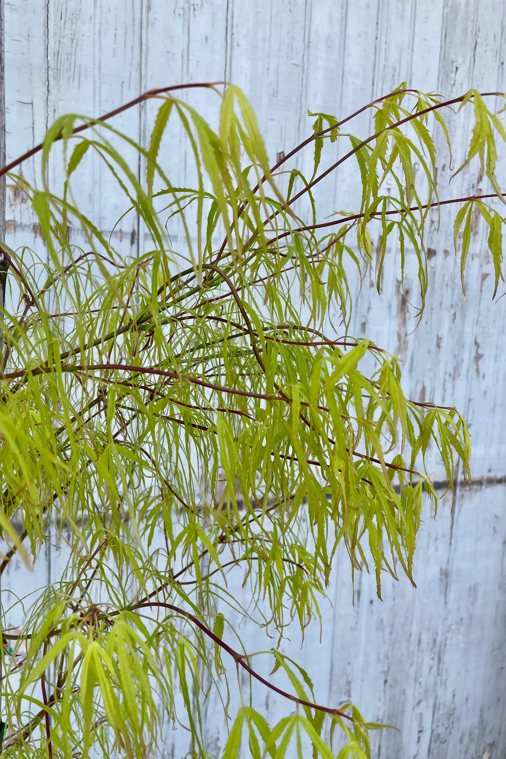 Acer palmatum 'Koto-no-Ito' up close showing the spring time bright green delicate leaves in the beginning of May ©Sprout Home