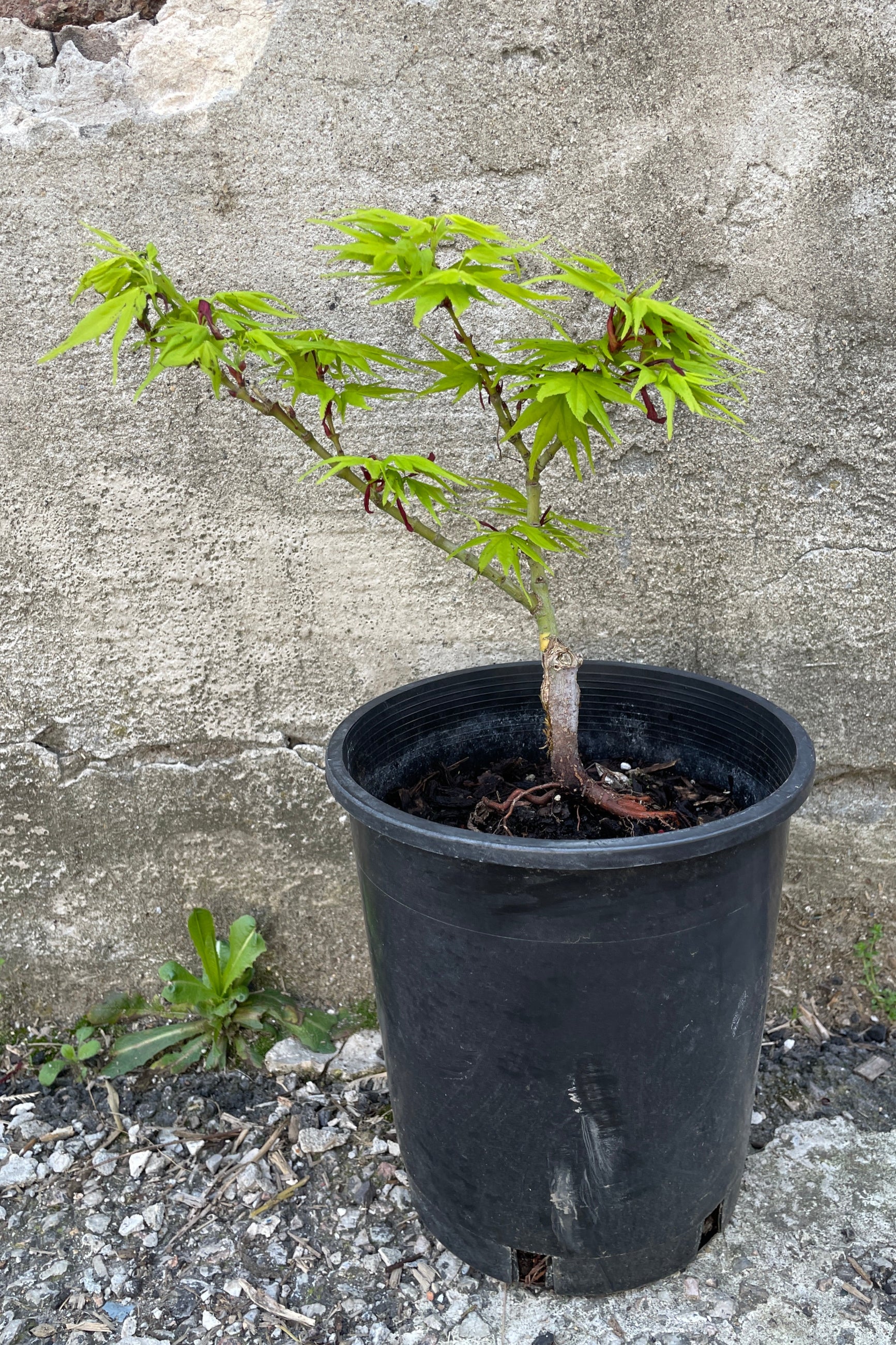 #1 growers pot size of Acer palmatum 'Mikawa Yatsubusa' ready to be a bonsai. ©Sprout Home