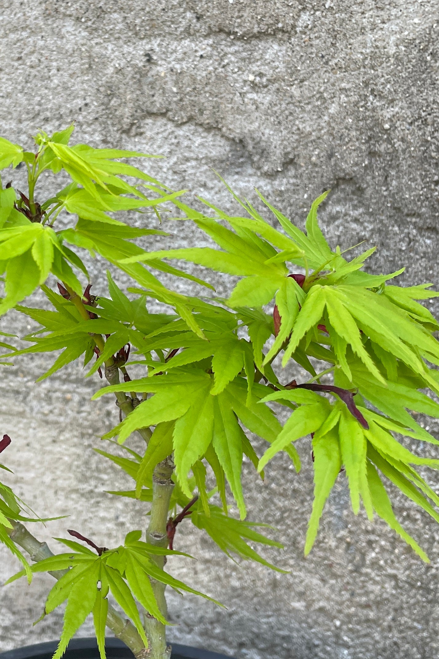 a detail picture of the chartreuse leaves mid April on the Acer pomatum 'Mikawa Yatsubusa' ©Sprout Home