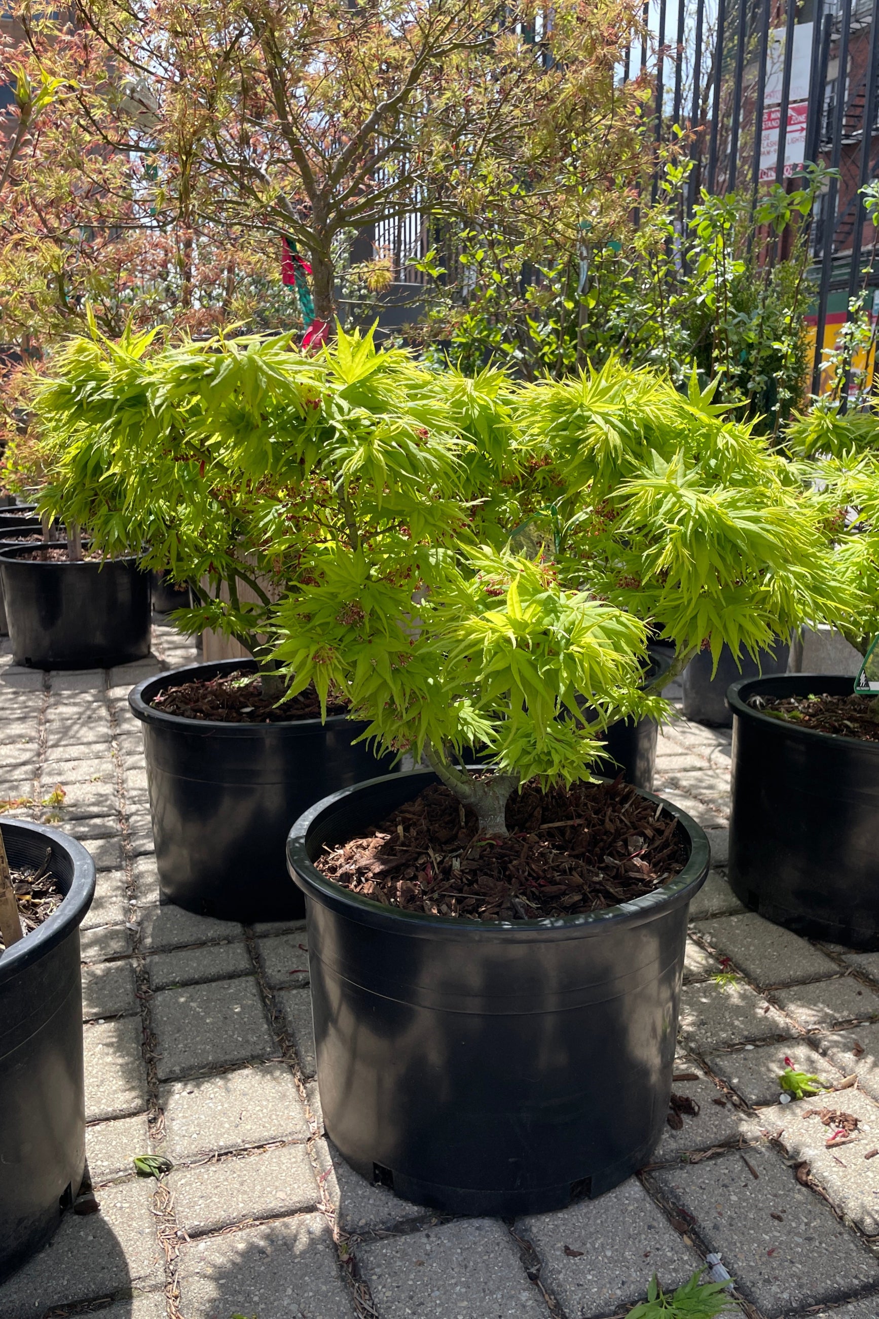 Acer palmatum 'Mikala Yatsubusa' in a #6 growers pot the middle of April in the Sprout Home yard. ©Sprout Home