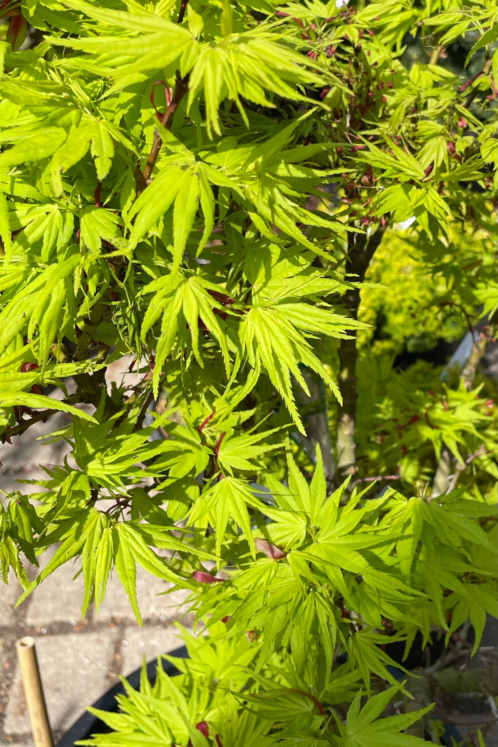 The serrated bright chartreuse green leaves up close of the Acer 'Mikawa Yatsubusa' the beginning of May ©Sprout Home