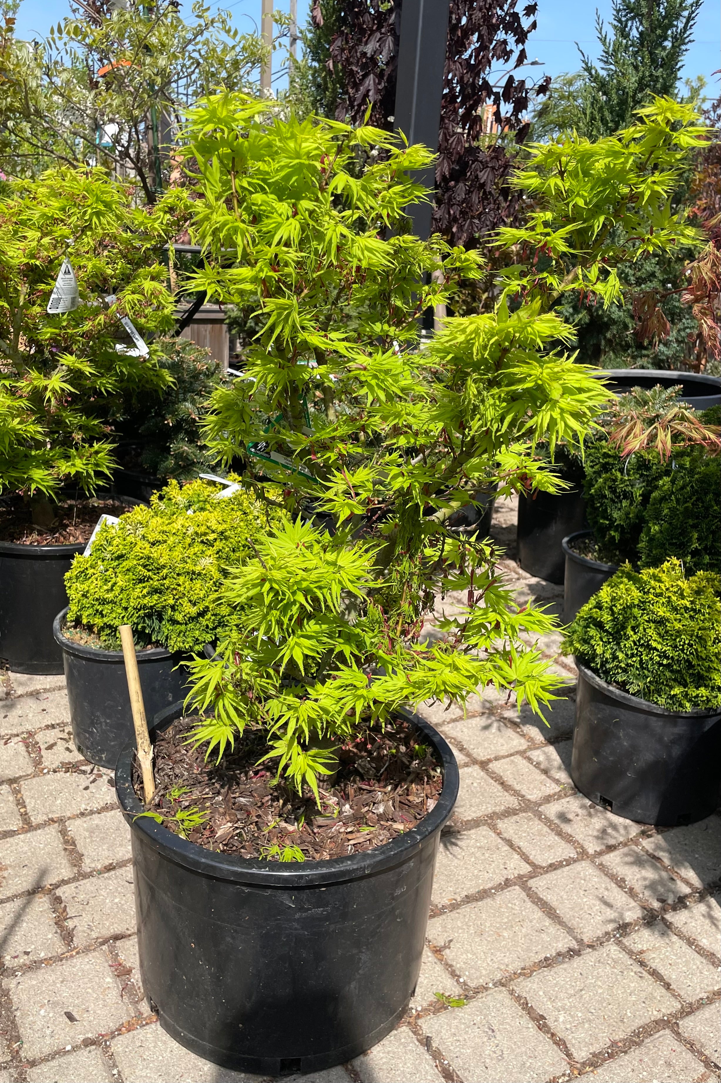 Acer palmatum 'Mikawa Yatsubsa' Japanese Maple the begging of May in a #6 pot showing off its bright green leaves covering the branches.