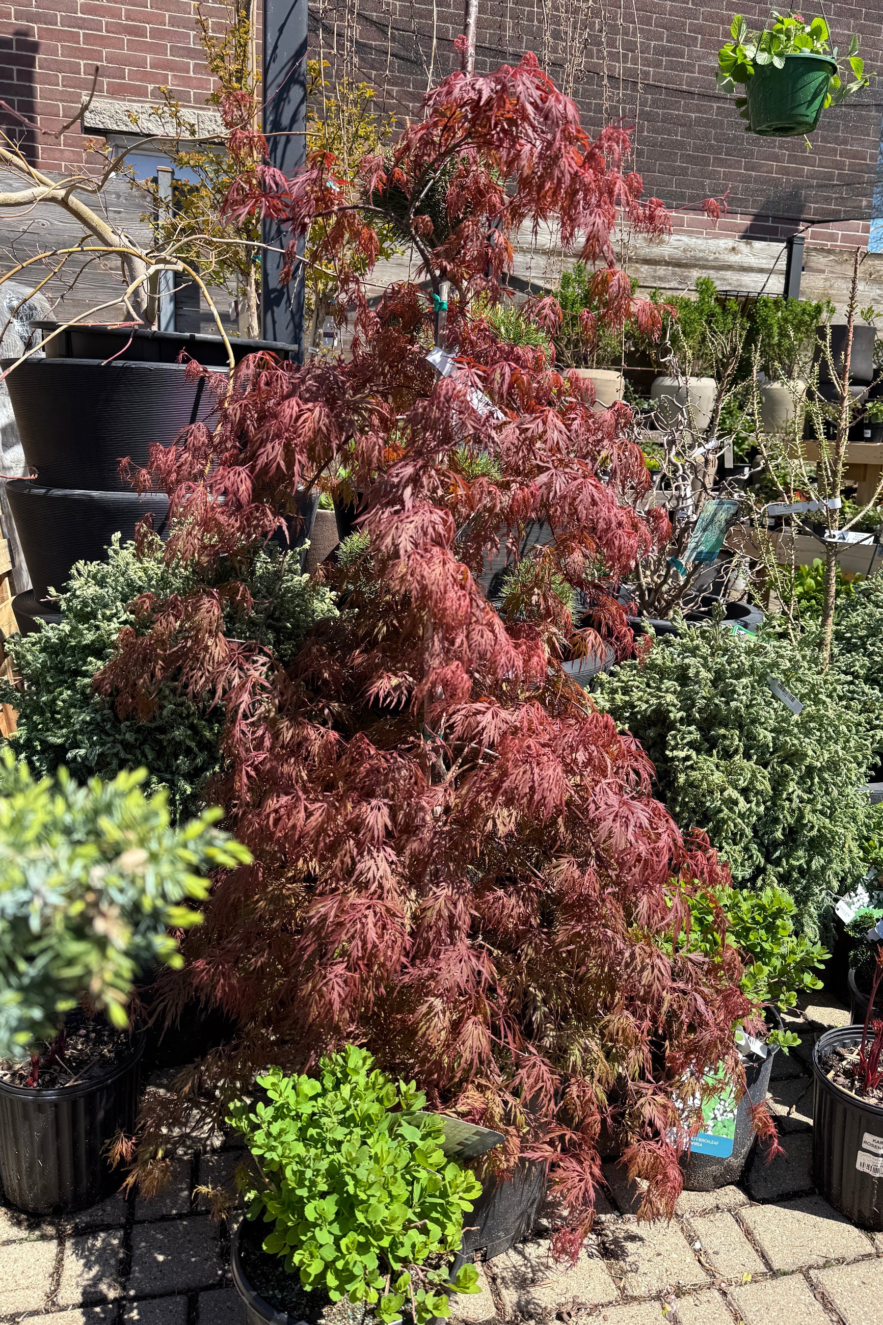 Acer palmatum var. dissectum 'Orangeola' in a #6 growers pot in April ©Sprout Home