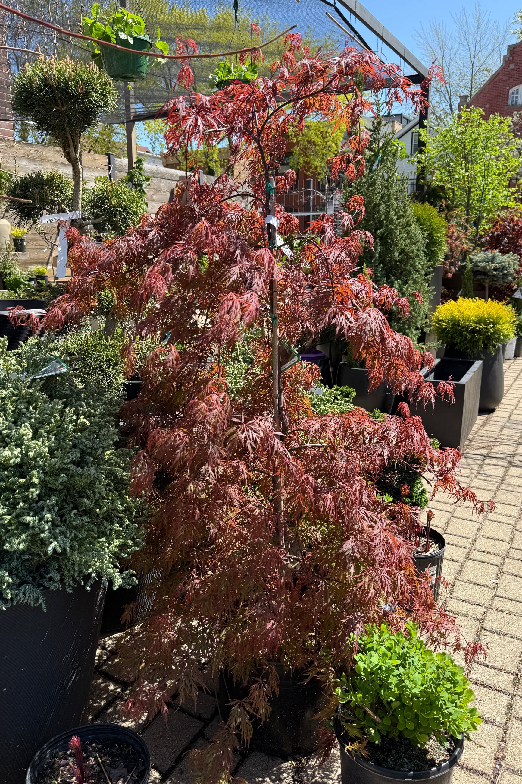 Acer palmatum var. dissectum 'Orangeola' in a #6 growers pot in April ©Sprout Home