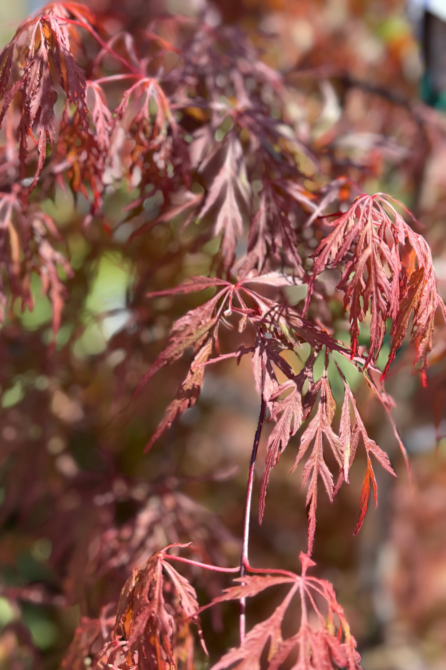 Acer palmatum var. dissectum 'Orangeola' leaves in April ©Sprout Home