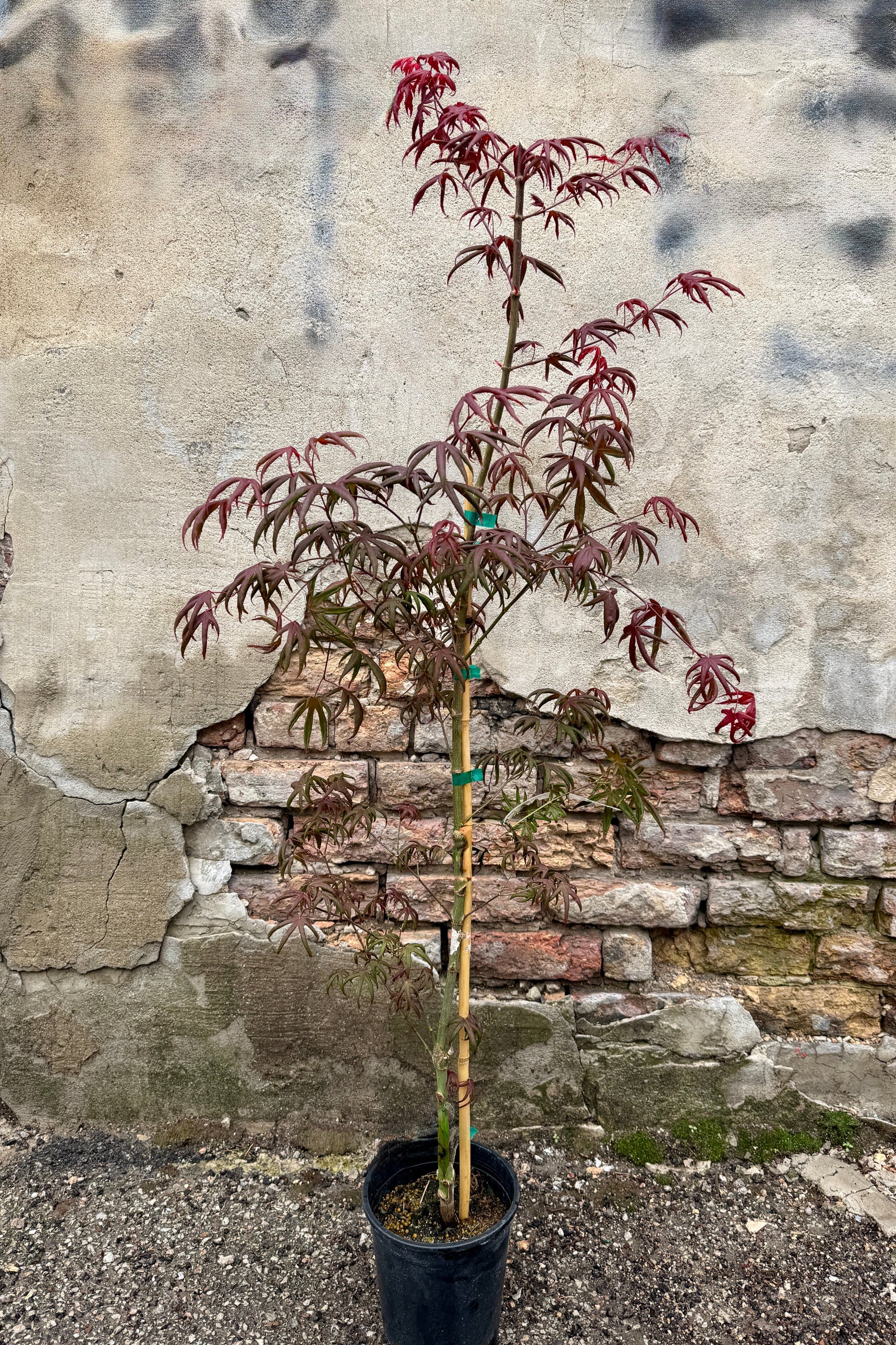 Potted Acer palmatum 'Peve Starfish' in a #1 growers pot at the end of April with red leaves against a stone wall ©Sprout Home