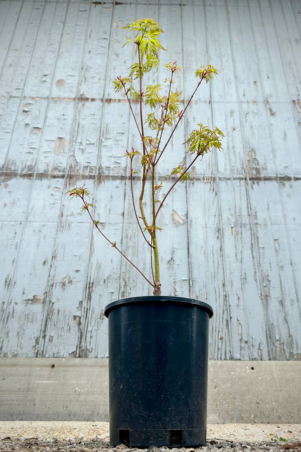 Japanese maple 'Seiryu' in a #1 growers pot the end of April with its new leaves. 