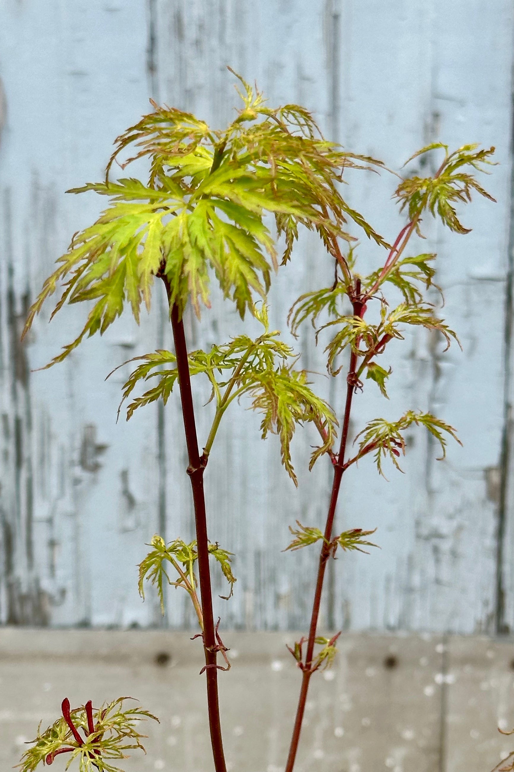 The chartreuse leaves and red stems of the Acer 'Seiryu' Japanese maple the end of April ©Sprout Home