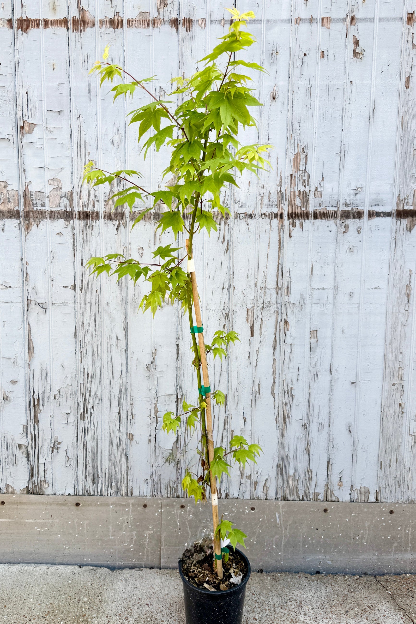 Acer palmatum 'Satzuki Beni' Japanese maple tree with early spring chartreuse green leaves against a wooden fence background ©Sprout Home