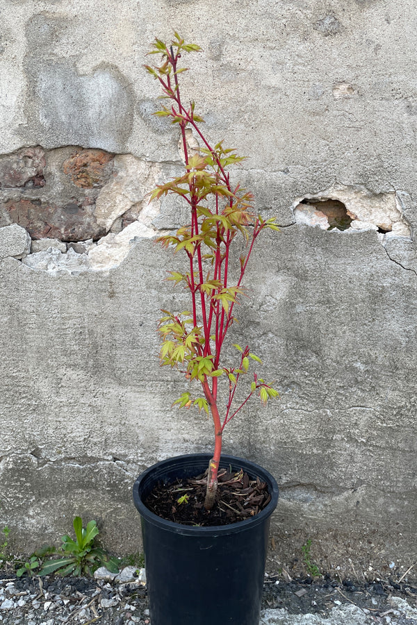Acer palmatum 'Sango Kaku' in a #1 growers pot against a concrete wall middle of April. 