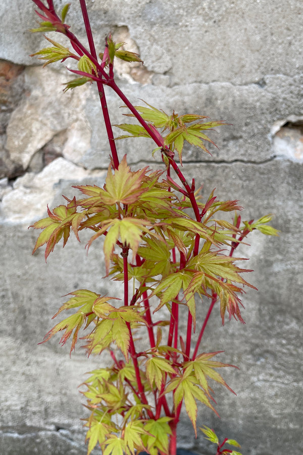 Acer 'Sango Kaku' branches up close with its red stem and chartreuse green to rose colored leaves mid April. 