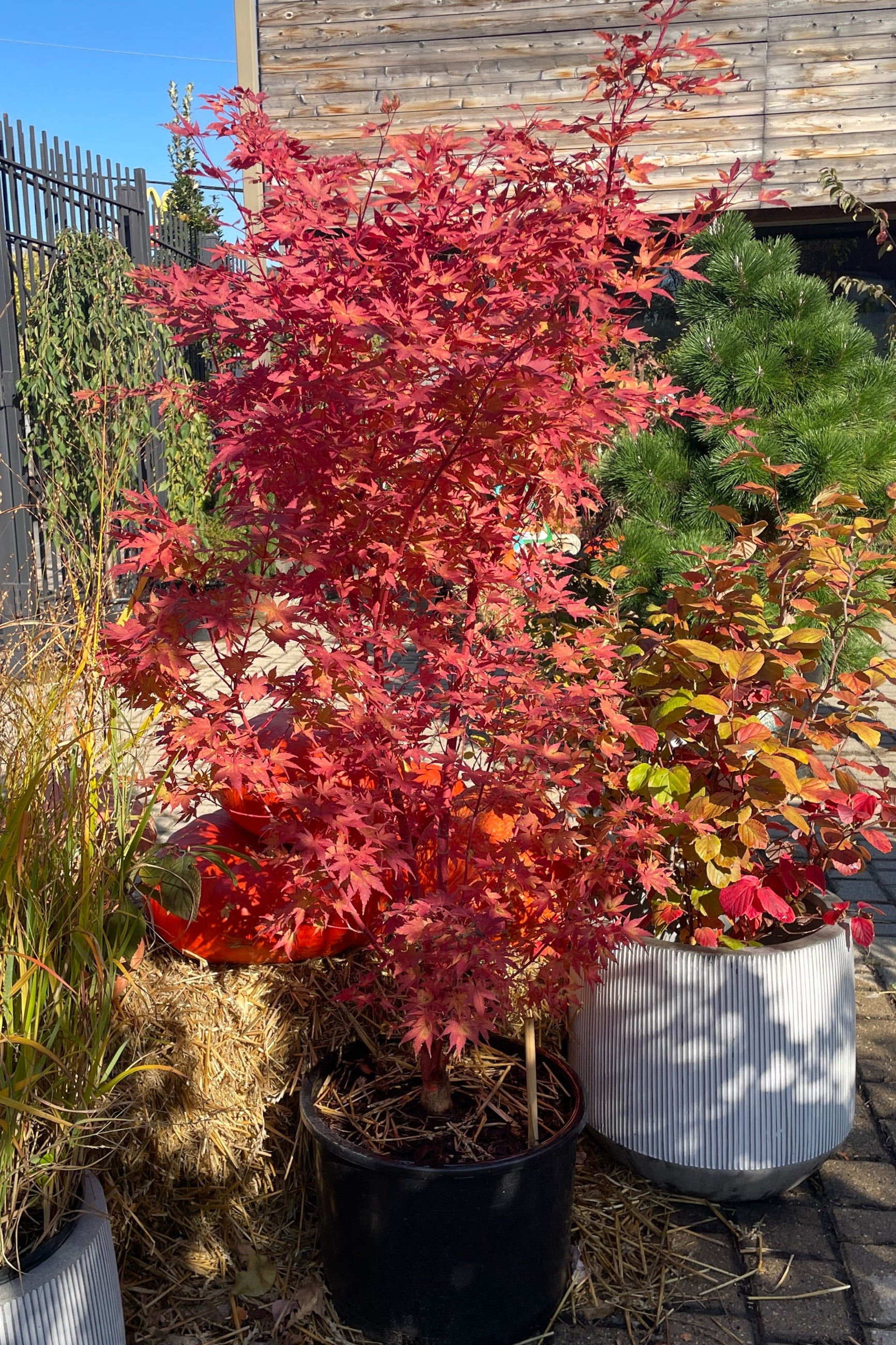 Acer palmatum 'Sango Kaku' in a #6 growers pot the middle of October in the Sprout Home yard showing its stunning red fall color. ©Sprout Home
