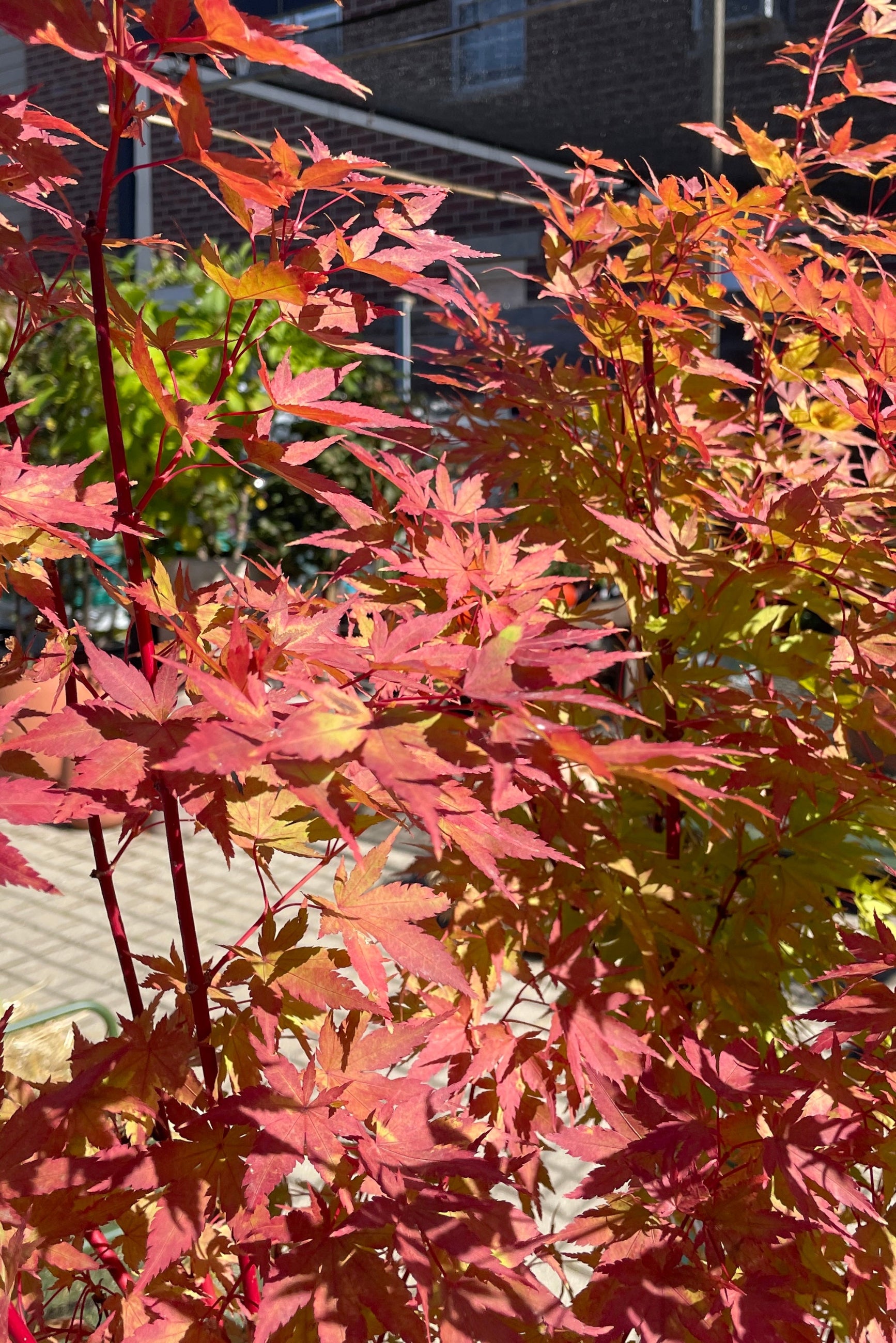 Detail of the orange red fall leaves of the Acer "Coral Bark" maple the middle of October ©Sprout Home