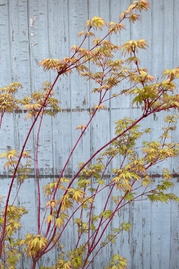 Acer 'Sango Kaku' bright orange yellow leaves and red stalks against a gray wood backdrop the beginning of May