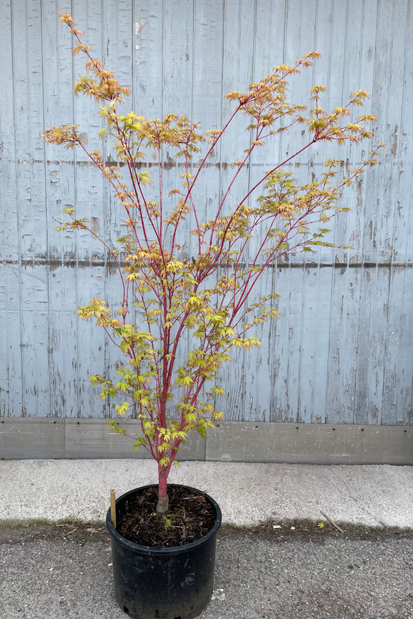 Acer palmatum 'Sango Kaku' in a #6 pot the beginning of May showing the bight yellow orange leaves and the red stalks against a gray-blue wood wall. 