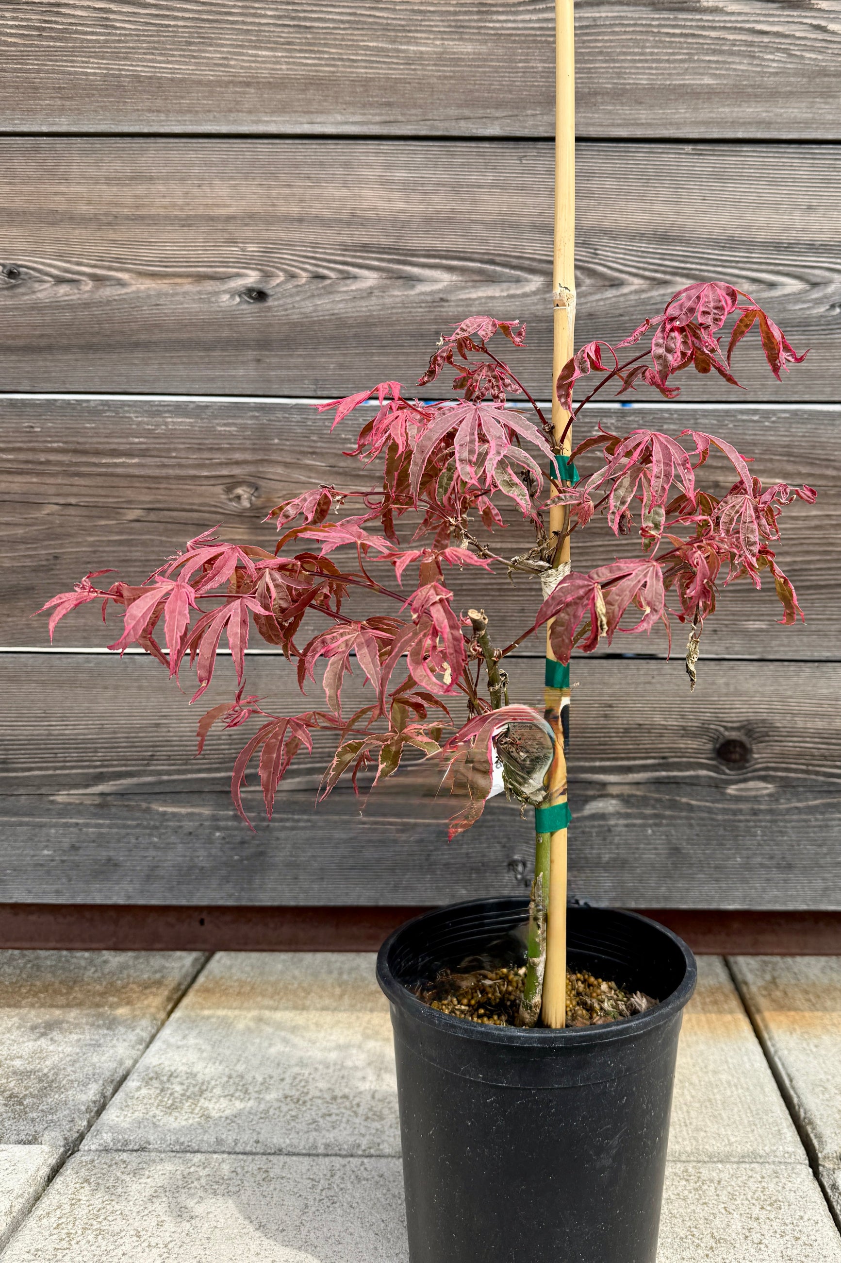 Acer palmatum 'Shirazz' japanese maple in a #1 growers pot with pink red leaves in April against a wooden background ©Sprout Home