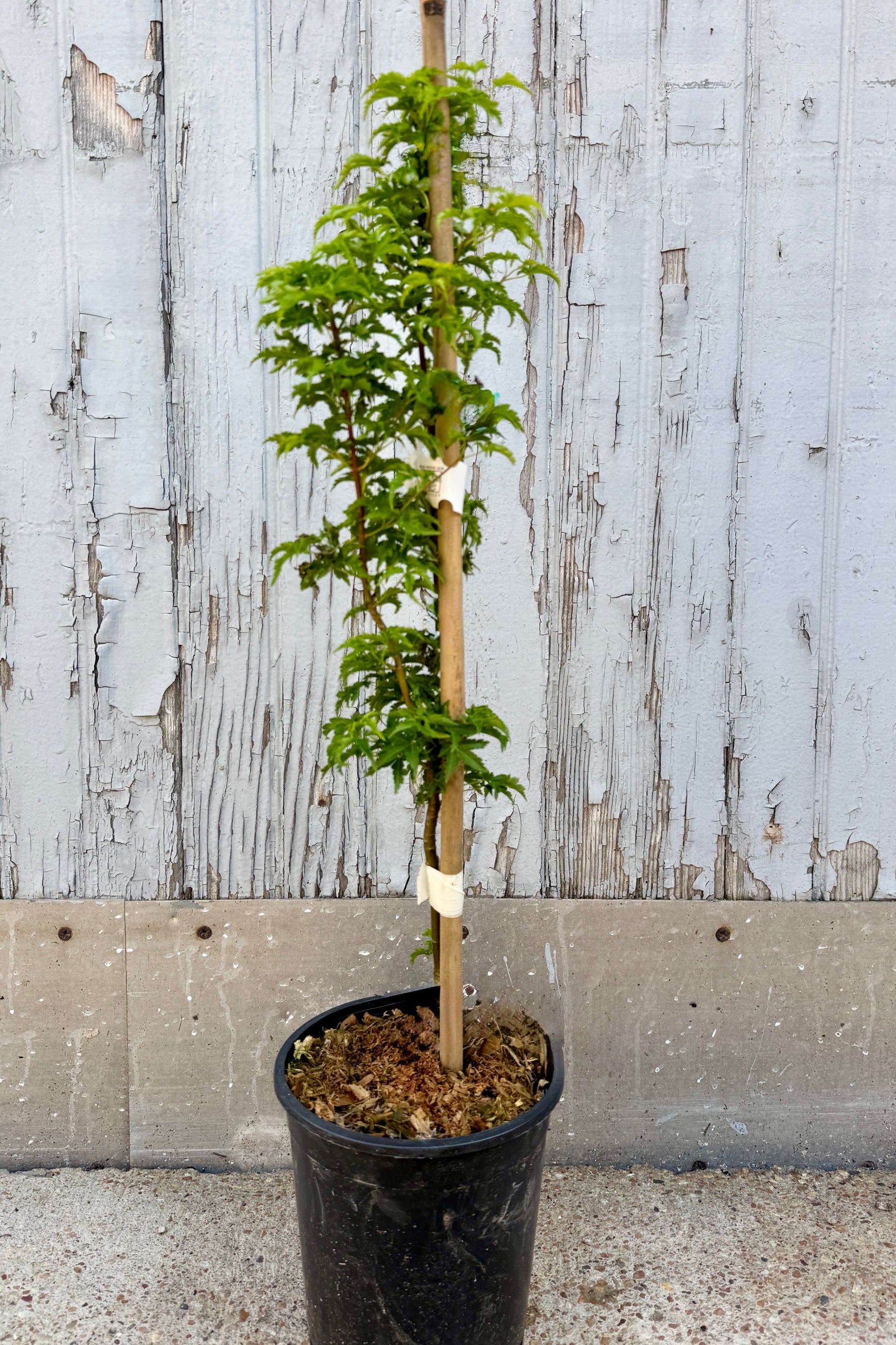 Acer palmatum 'Shishigashira' n a #1 growers pot against a textured wall ©Sprout Home