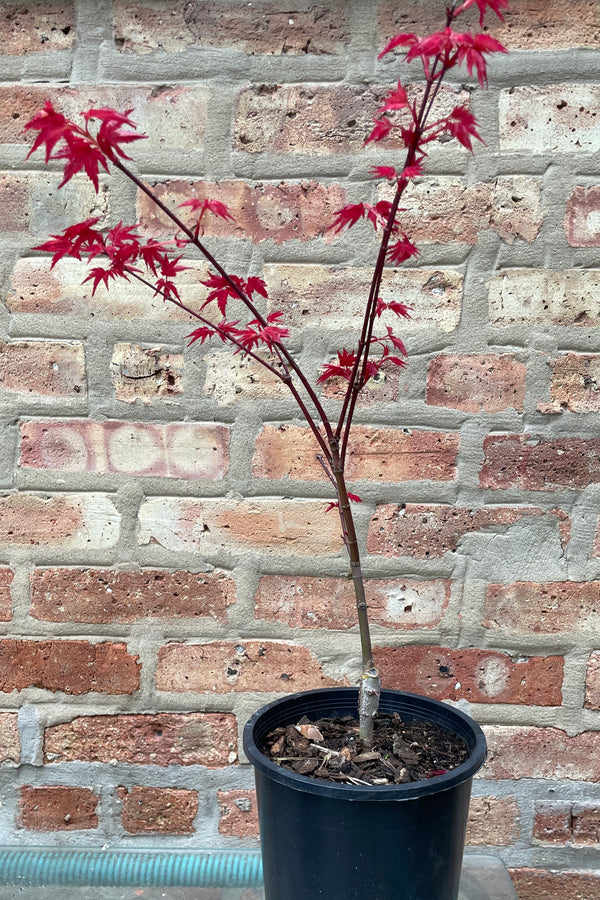 Acer palmatum 'Shindeshojo' in a #1 grrowers pot mid April when its leaves are vivid fuchsia.