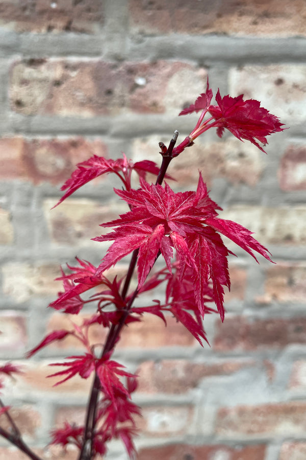 The crimson red fuchsia leaves spring leaves of the Japanese maple 'Shindeshojo' tree mid April. 