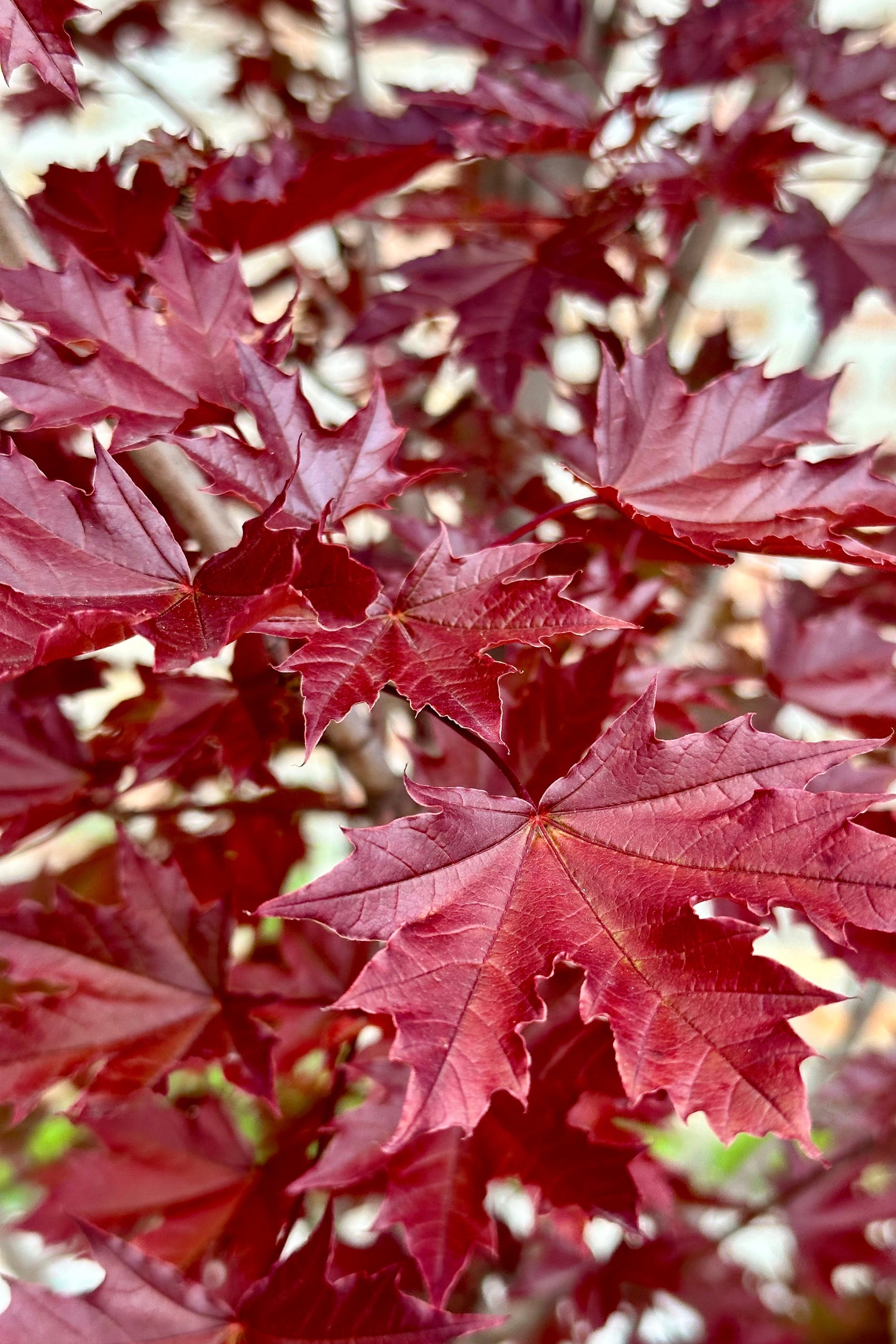 Acer 'Crimson Sentry' burgundy leaves up close the beginning of June ©Sprout Home