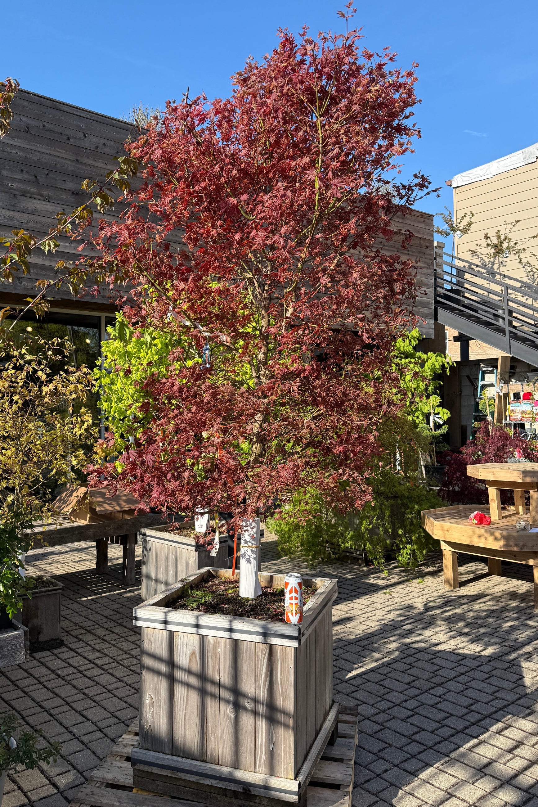 Acer 'Alpenglow' in a #24 growers box with its burgundy leaves in April ©Sprout Home