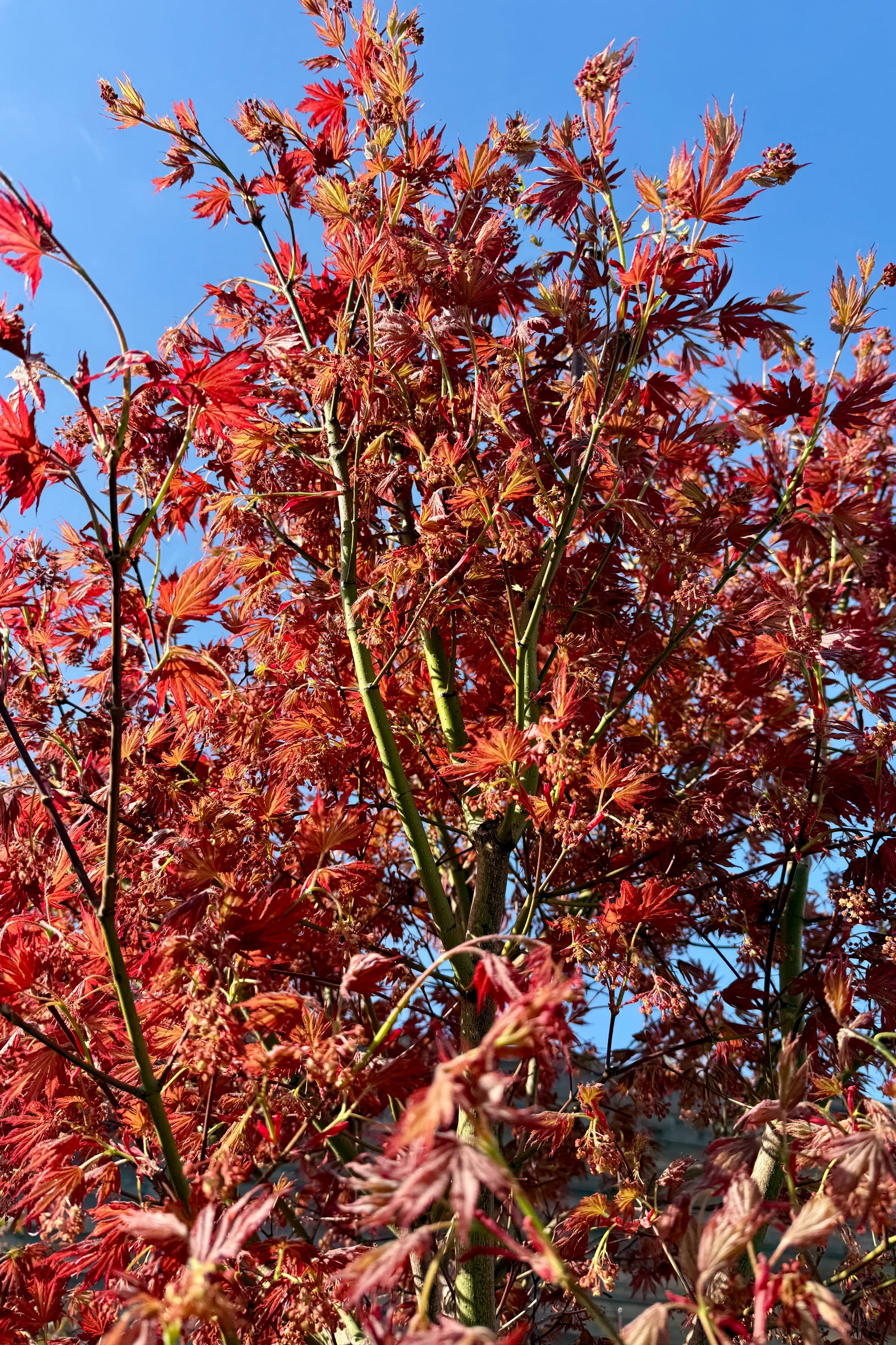 Acer 'Alpenglow' detail of the burgundy leaves in April ©Sprout Home