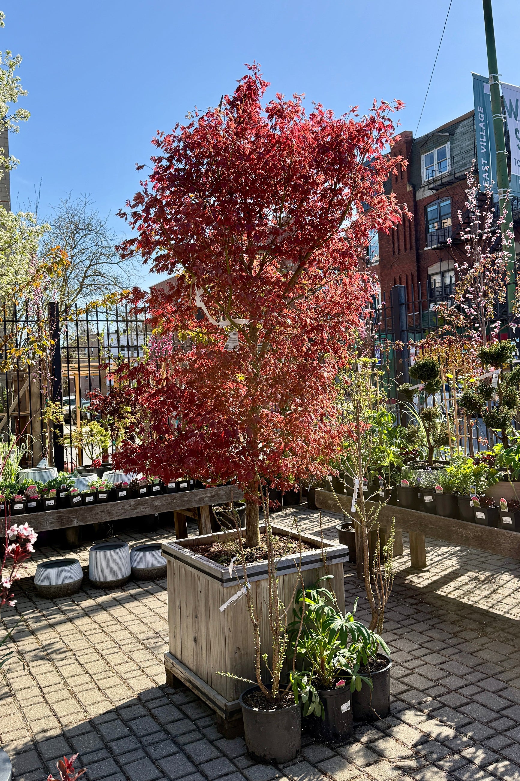 Japanese Maple 'Alpenglow' in a #24 growers box in April @Sprout Home