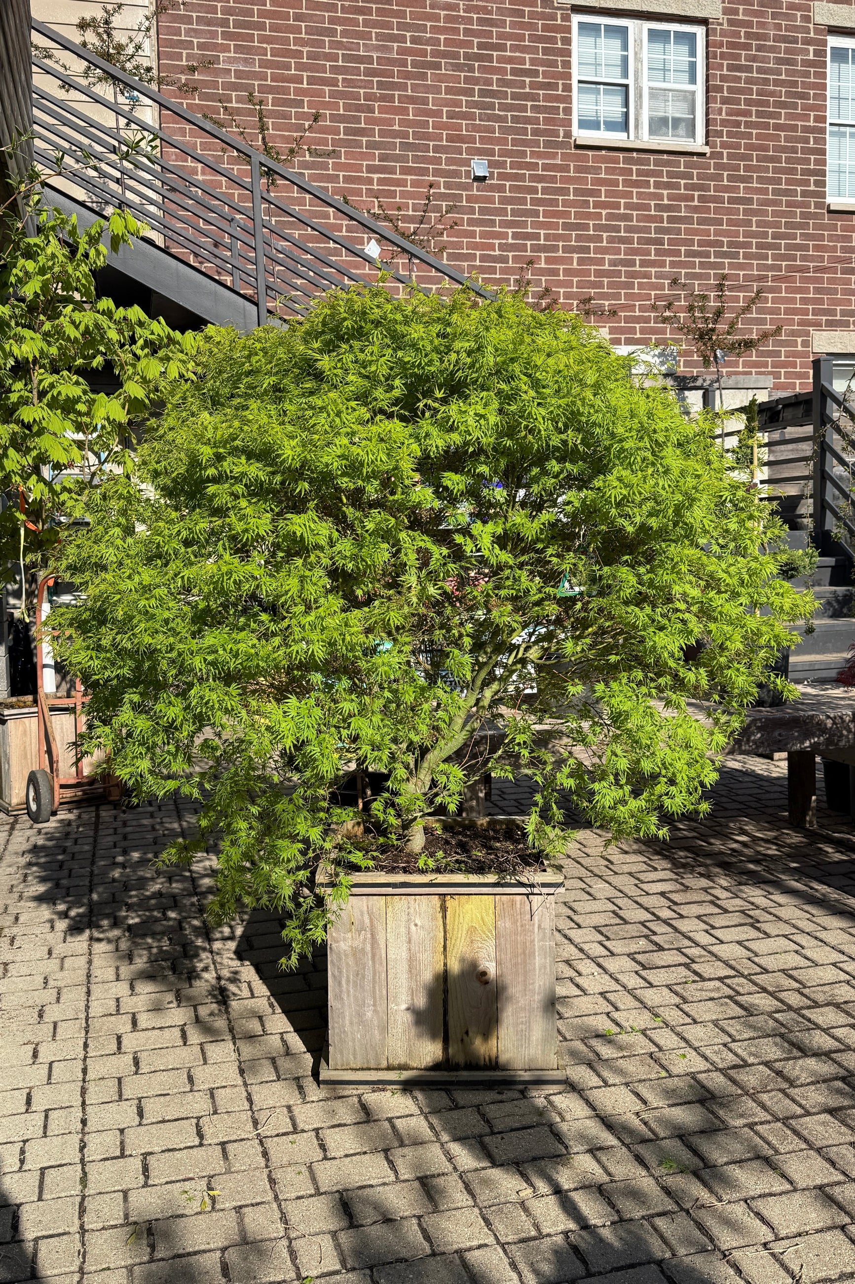 Acer 'Origami' in April planted in a #20 growers box showing the chartreuse leaves ©Sprout Home