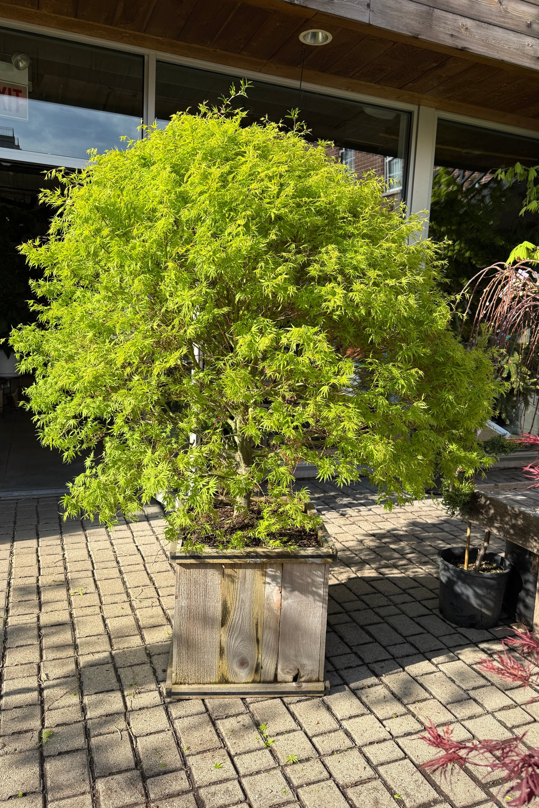 Acer 'Origami' in April planted in a #20 growers box showing the chartreuse leaves ©Sprout Home