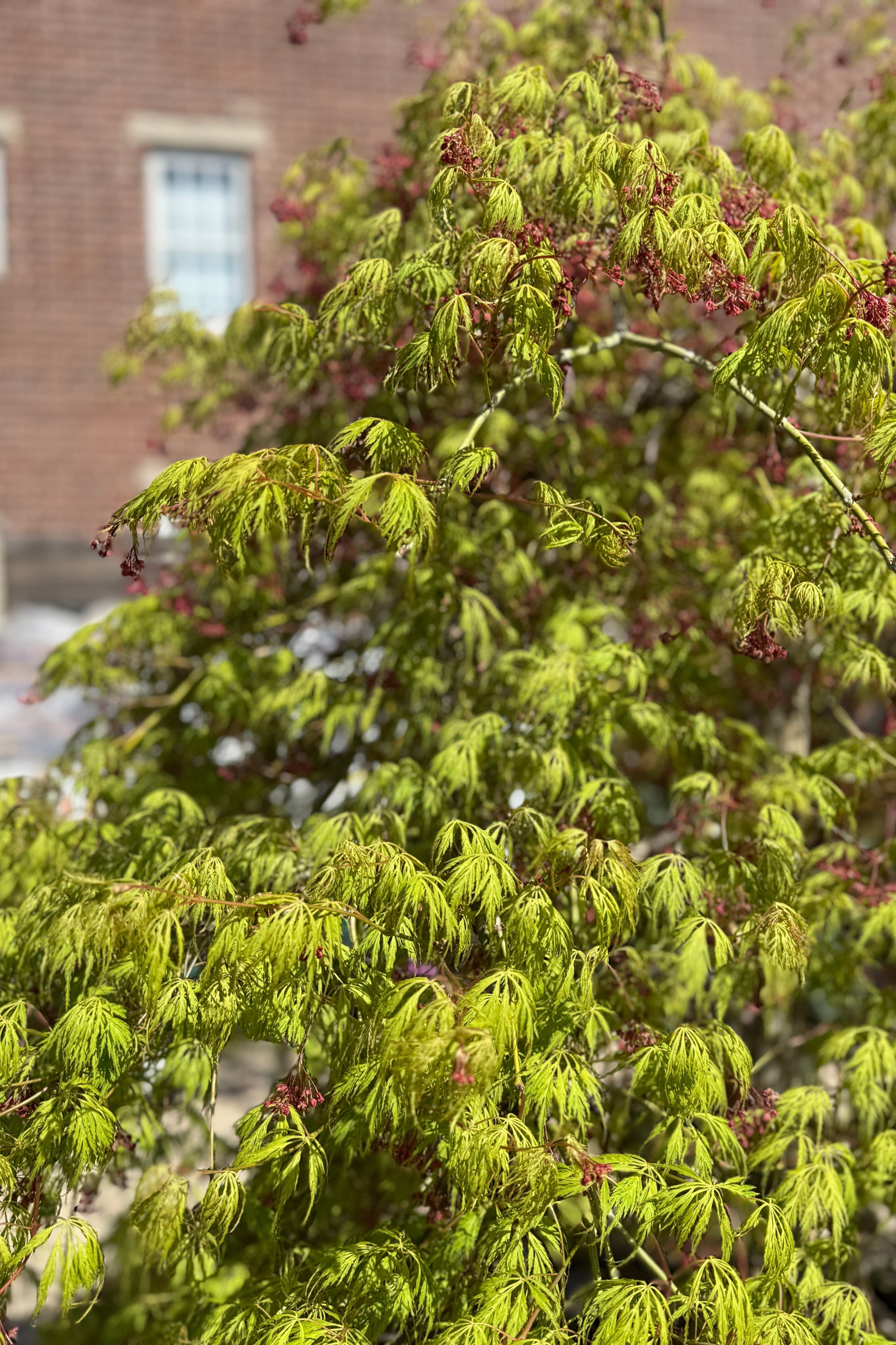 Acer x pseuosieboldianum 'Wabi Sabi' leaves up close at the end of April ©Sprout Home