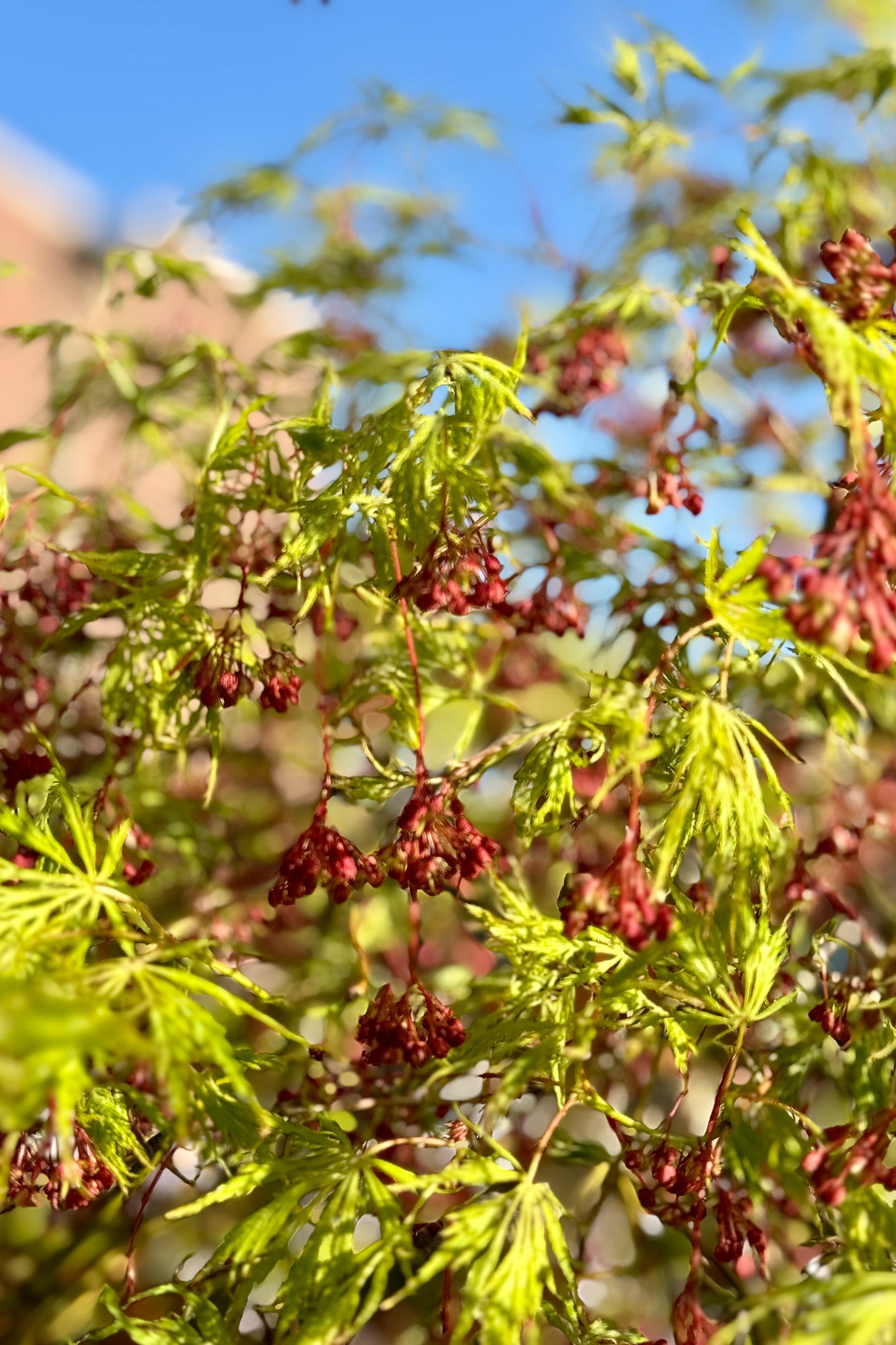 Acer 'Wabi Sabi' detail in April ©Sprout Home
