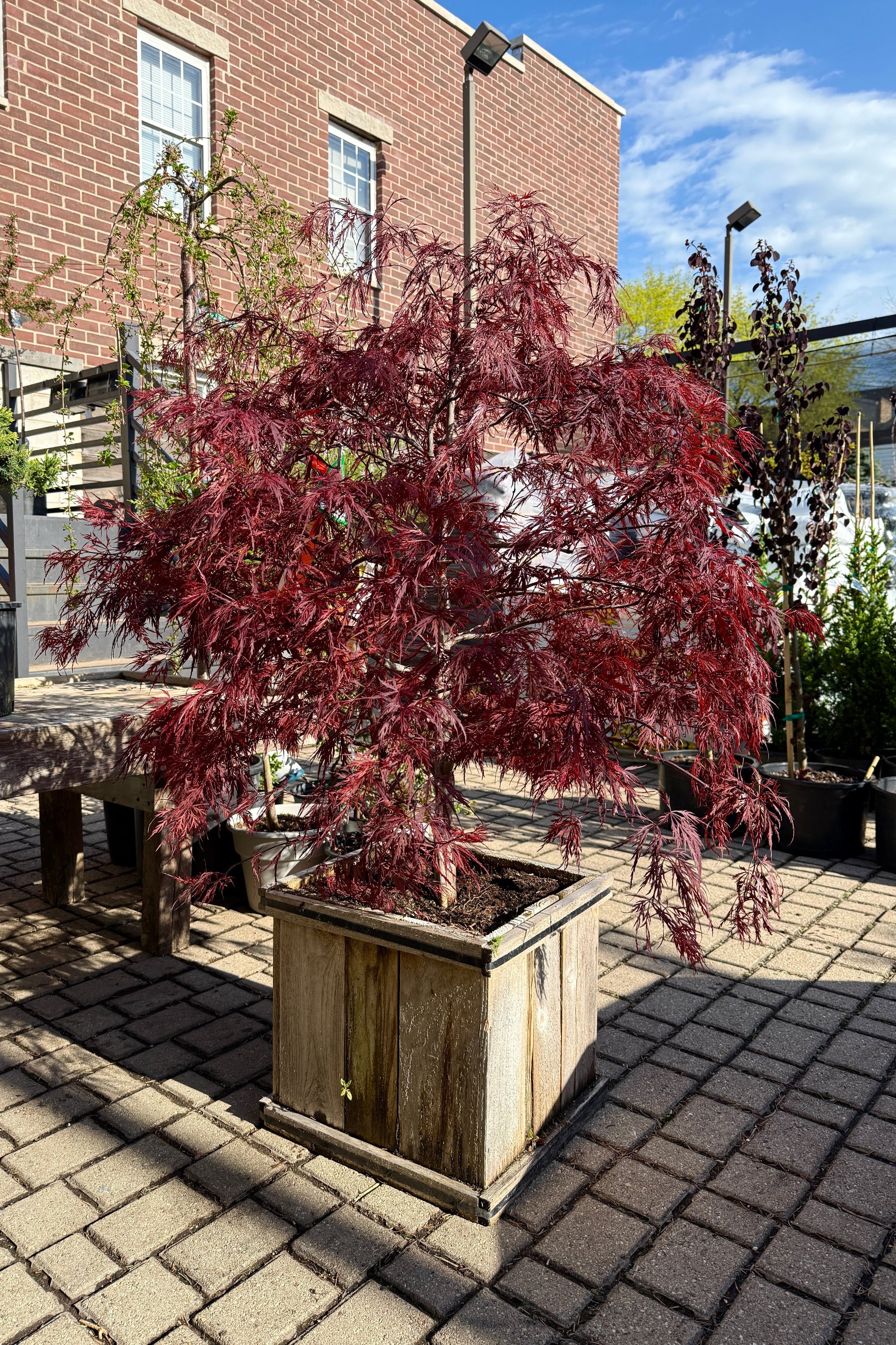 Acer 'Red Dragon' in a #15 growers box with its red serrated leaves up close in April ©Sprout Home