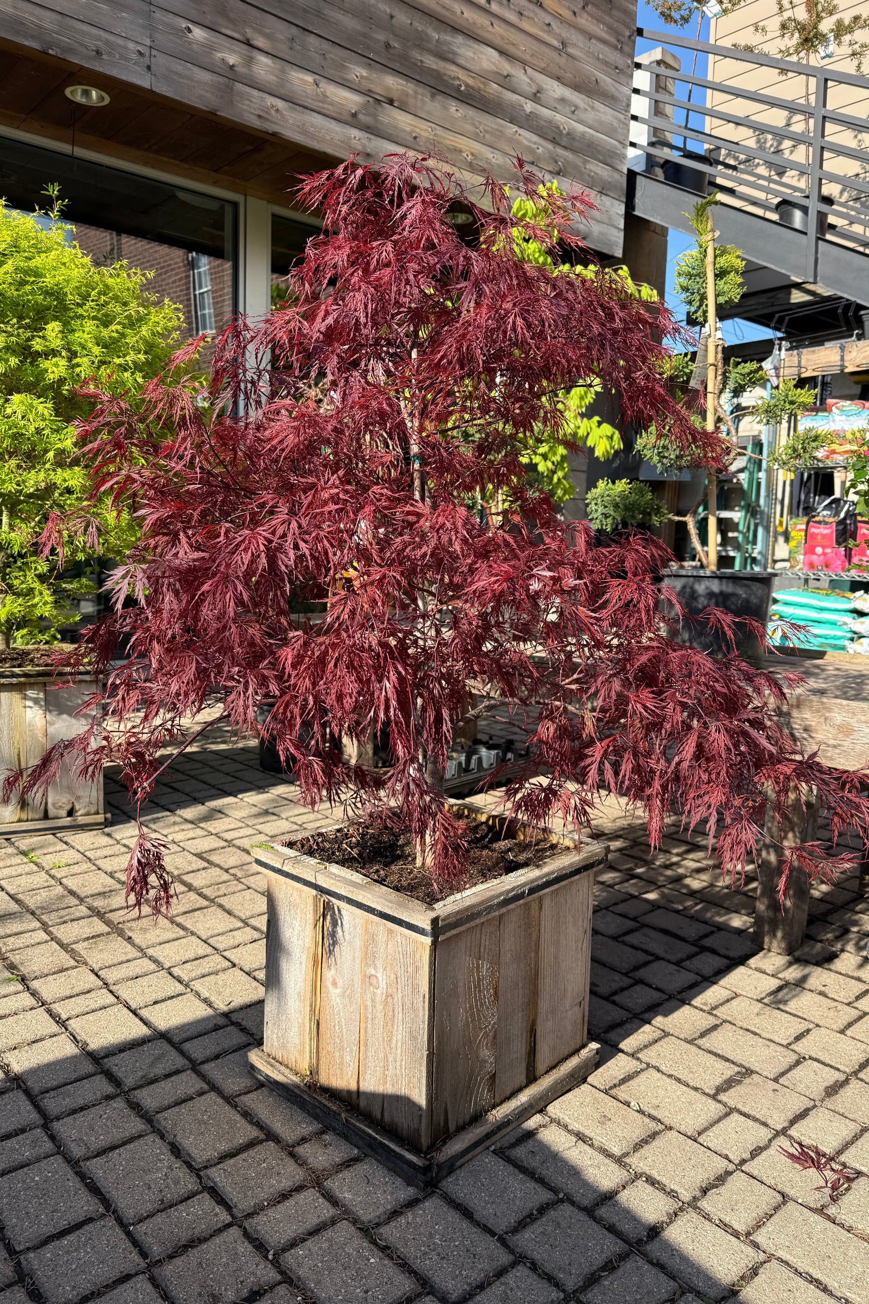 Acer 'Red Dragon' in a #15 growers box with its red serrated leaves up close in April ©Sprout Home