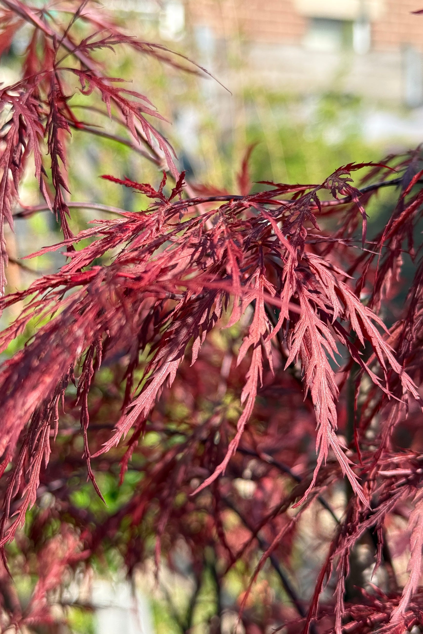 Acer 'Red Dragon' red serrated leaves up close in April ©Sprout Home